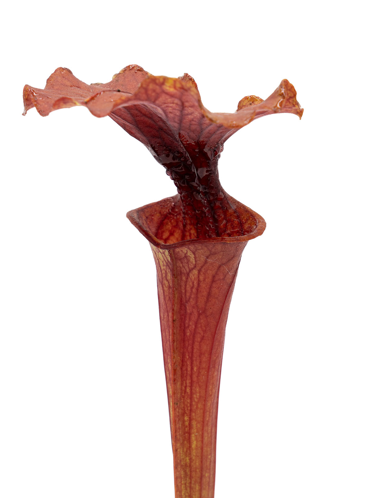 Sarracenia flava var. atropurpurea - MK F195, `Kimber Red Ruffles´