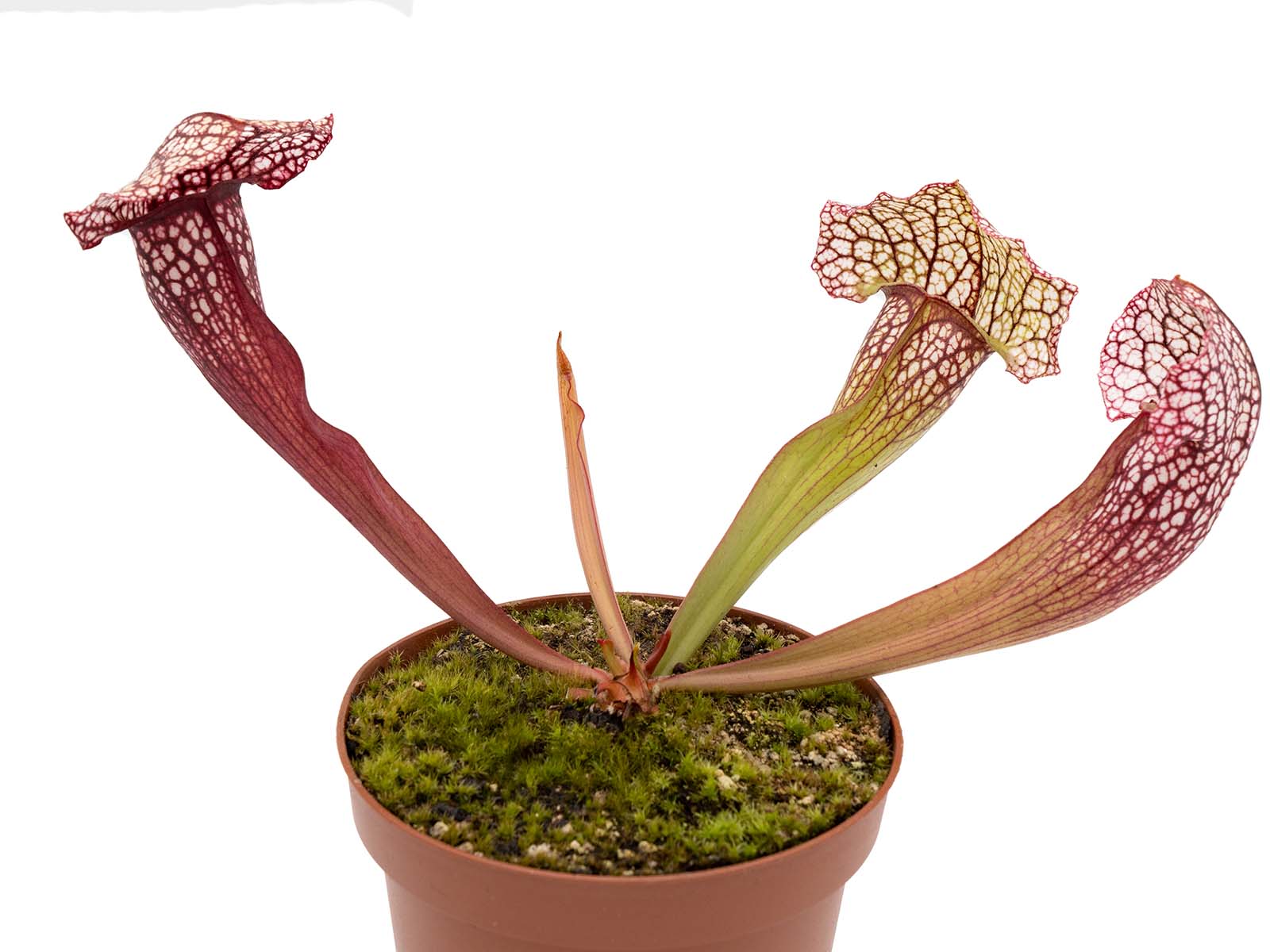 Sarracenia x Hybride - old clone Kopf Orchideen