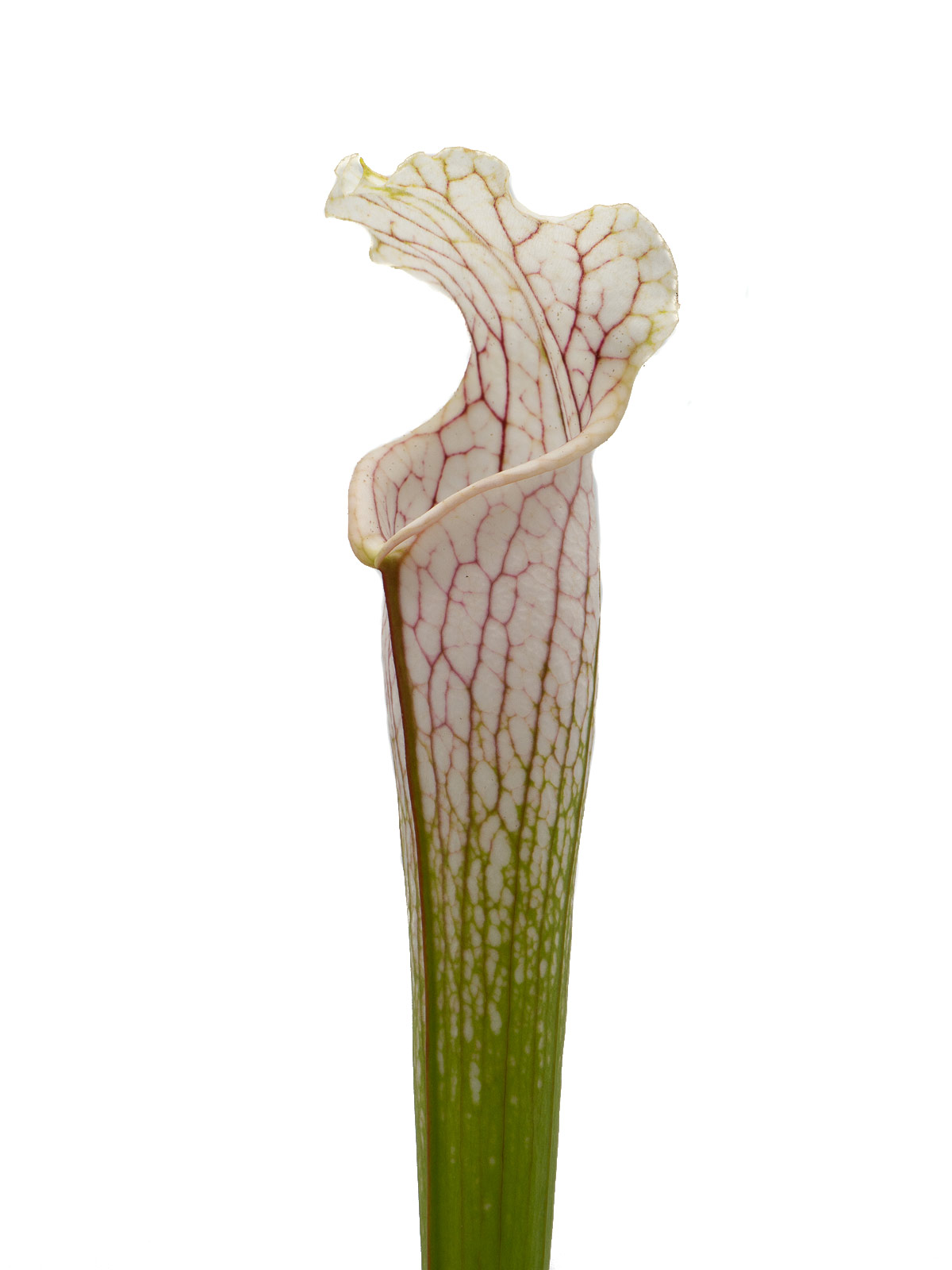 Sarracenia leucophylla - MK L14, yellow flower, Russell Road, Citronelle, Mobile County, Alabama
