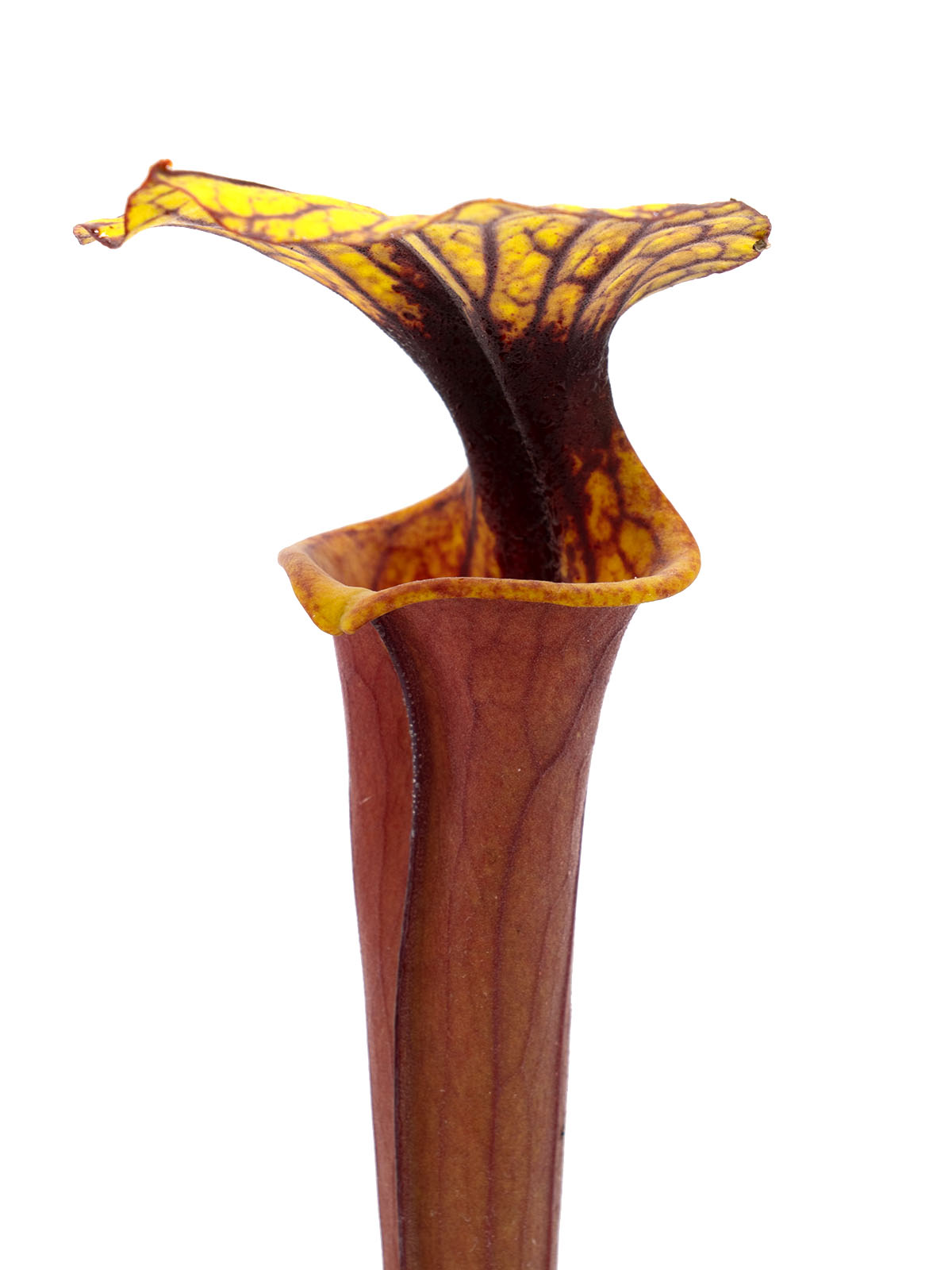 Sarracenia flava var. rubricorpora - MK F20, Giant red tube, Apalachicola National Forest, Florida