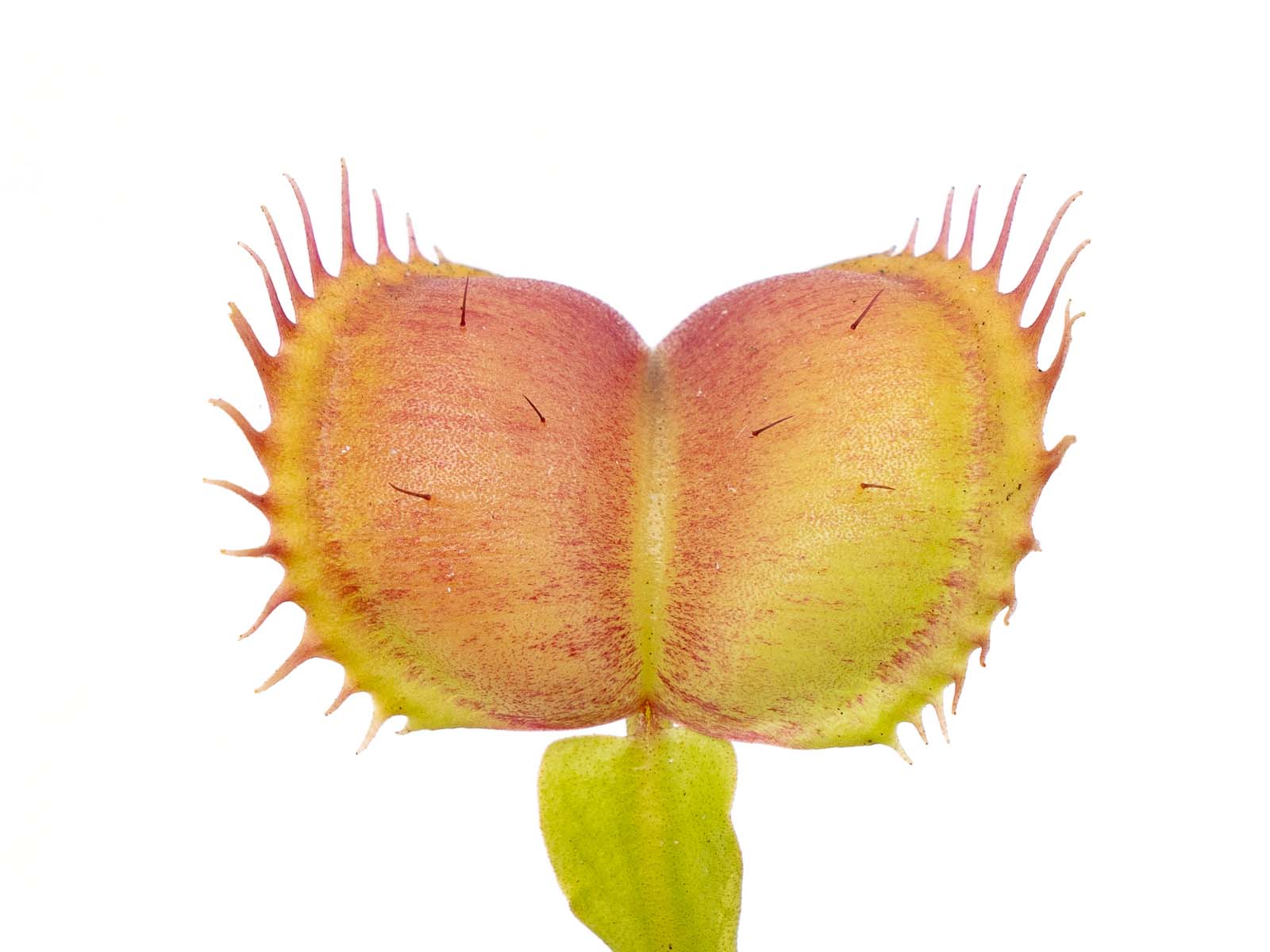 Dionaea muscipula - Moontrap