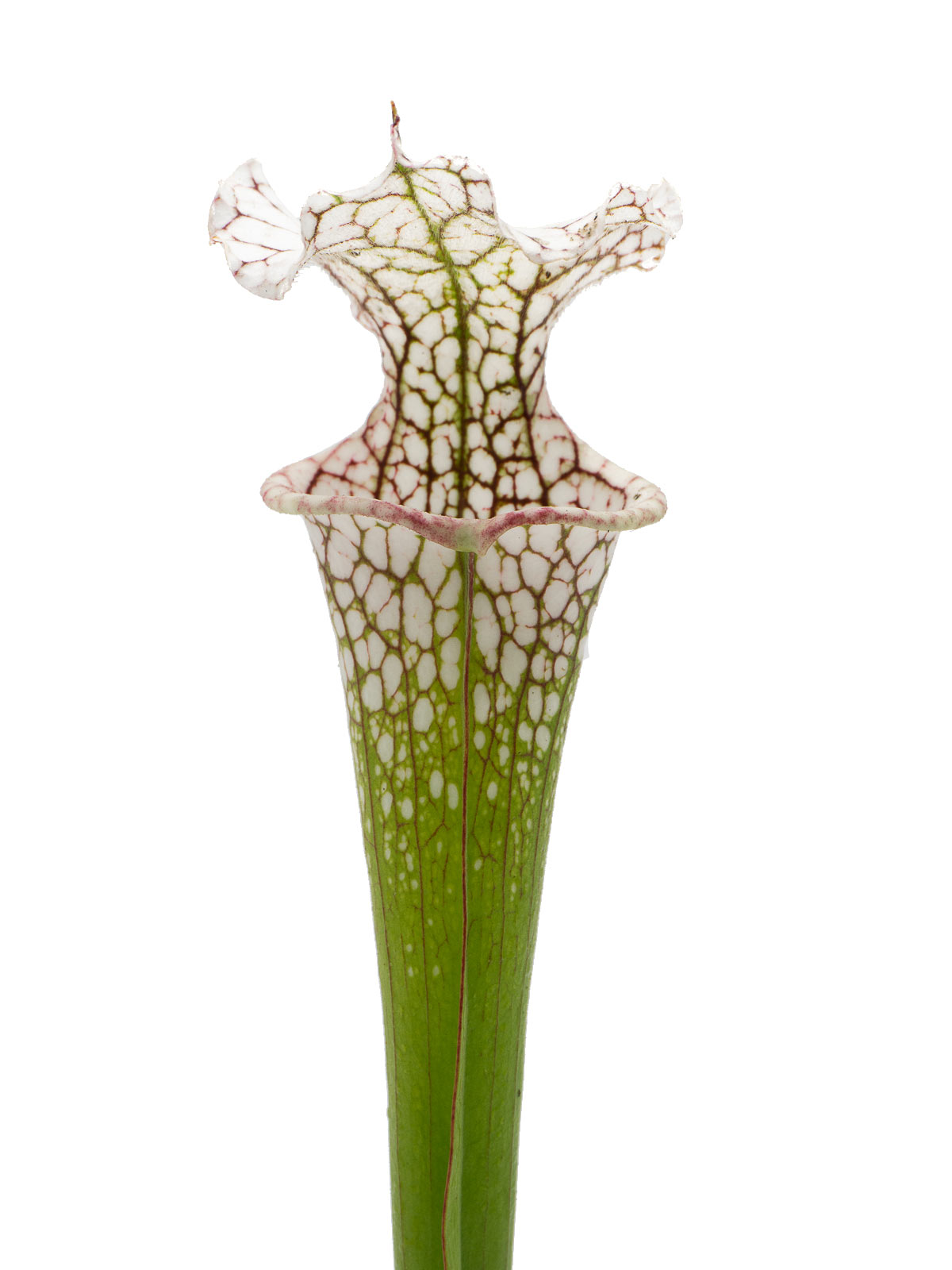Sarracenia leucophylla MS L20C x moorei `Adrian Slack´ - MK H386A