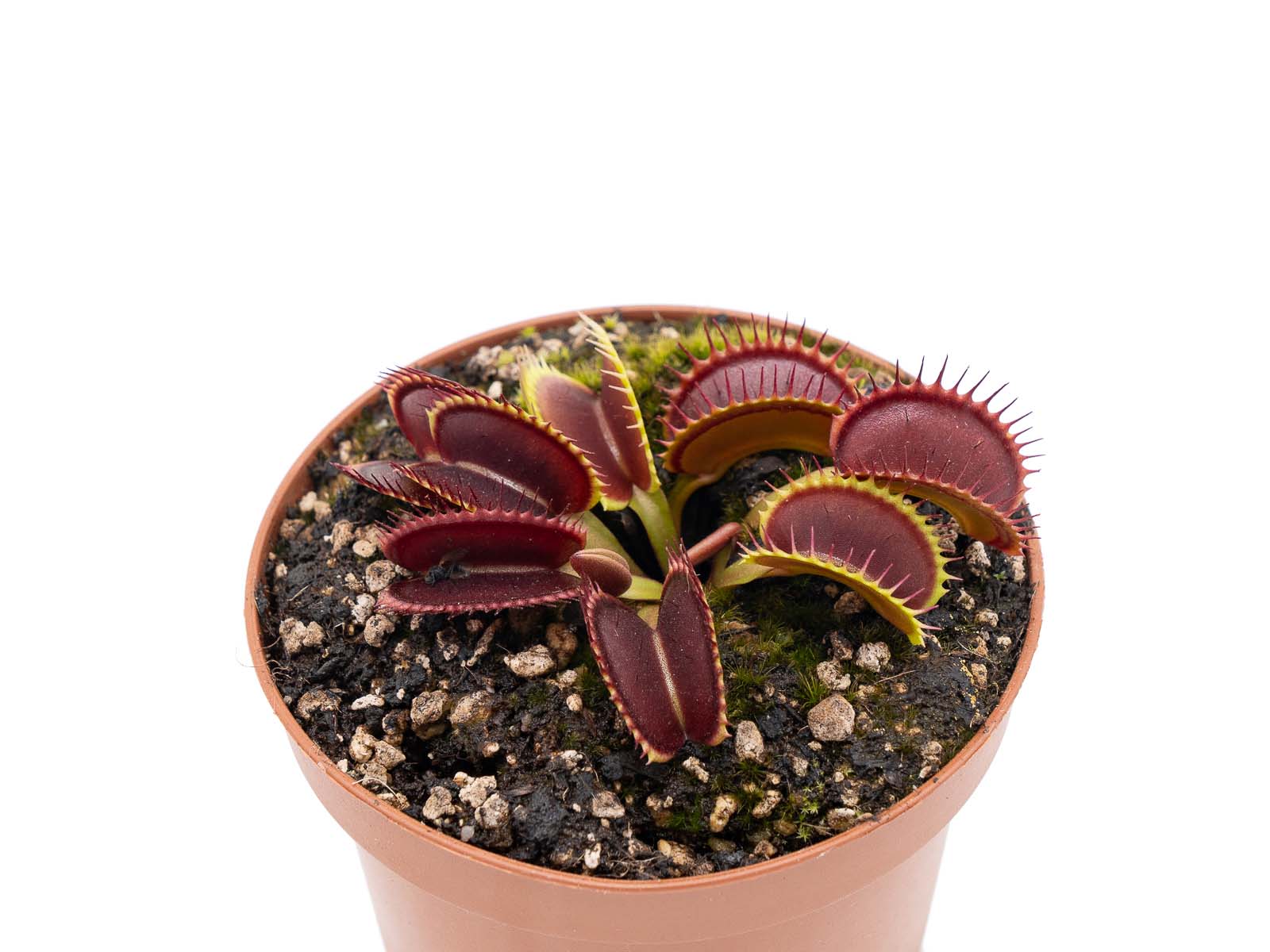 Dionaea muscipula - Jolie Joker
