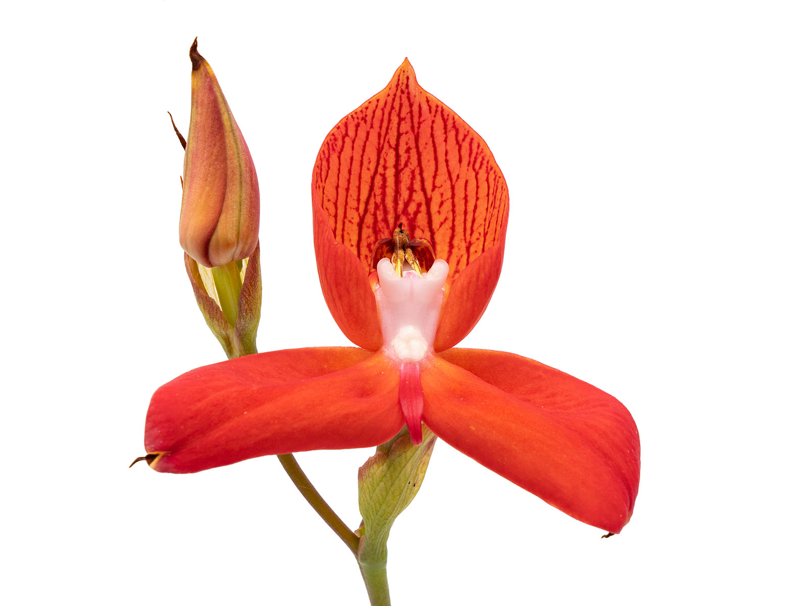Disa x Red Beauty