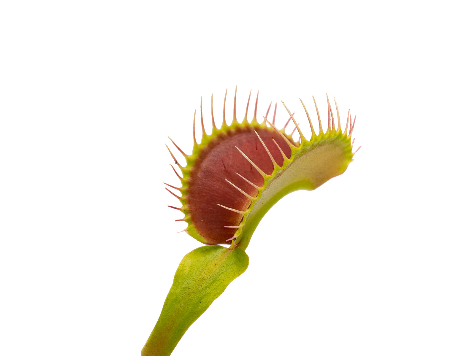 Dionaea muscipula - RZ 1955