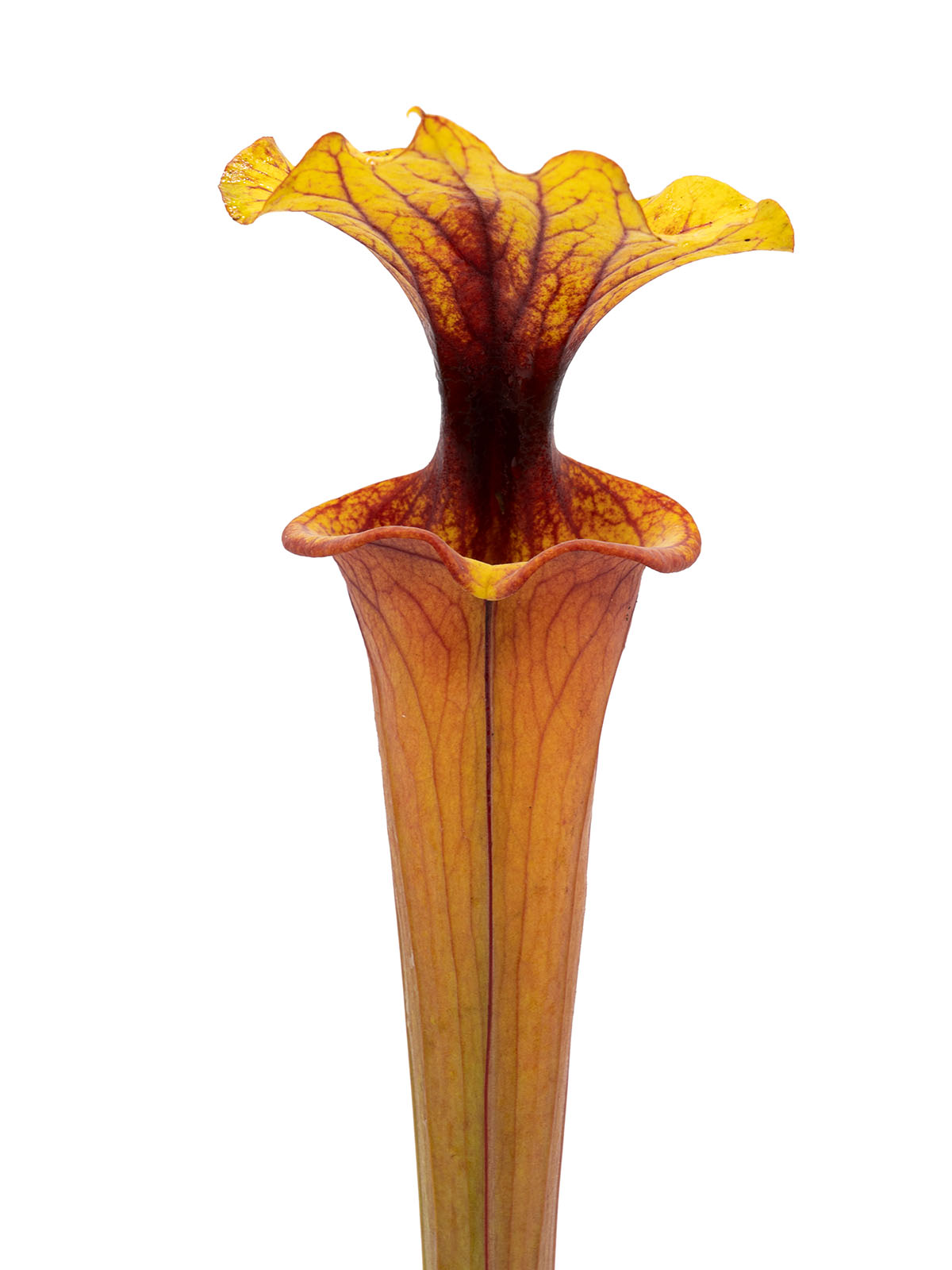 Sarracenia flava var. rubricorpora - MK F260, orange tube, ex Plantarara