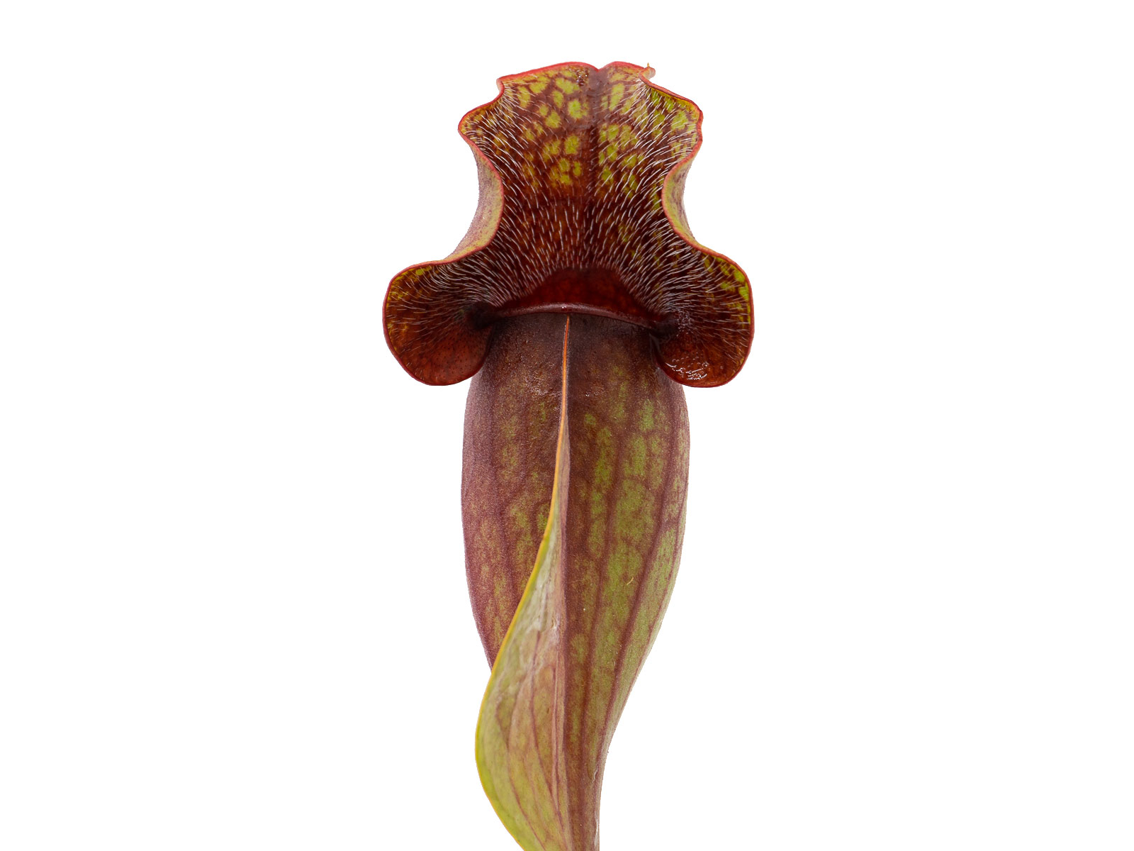Sarracenia purpurea ssp. venosa - red form, Joachim Jung