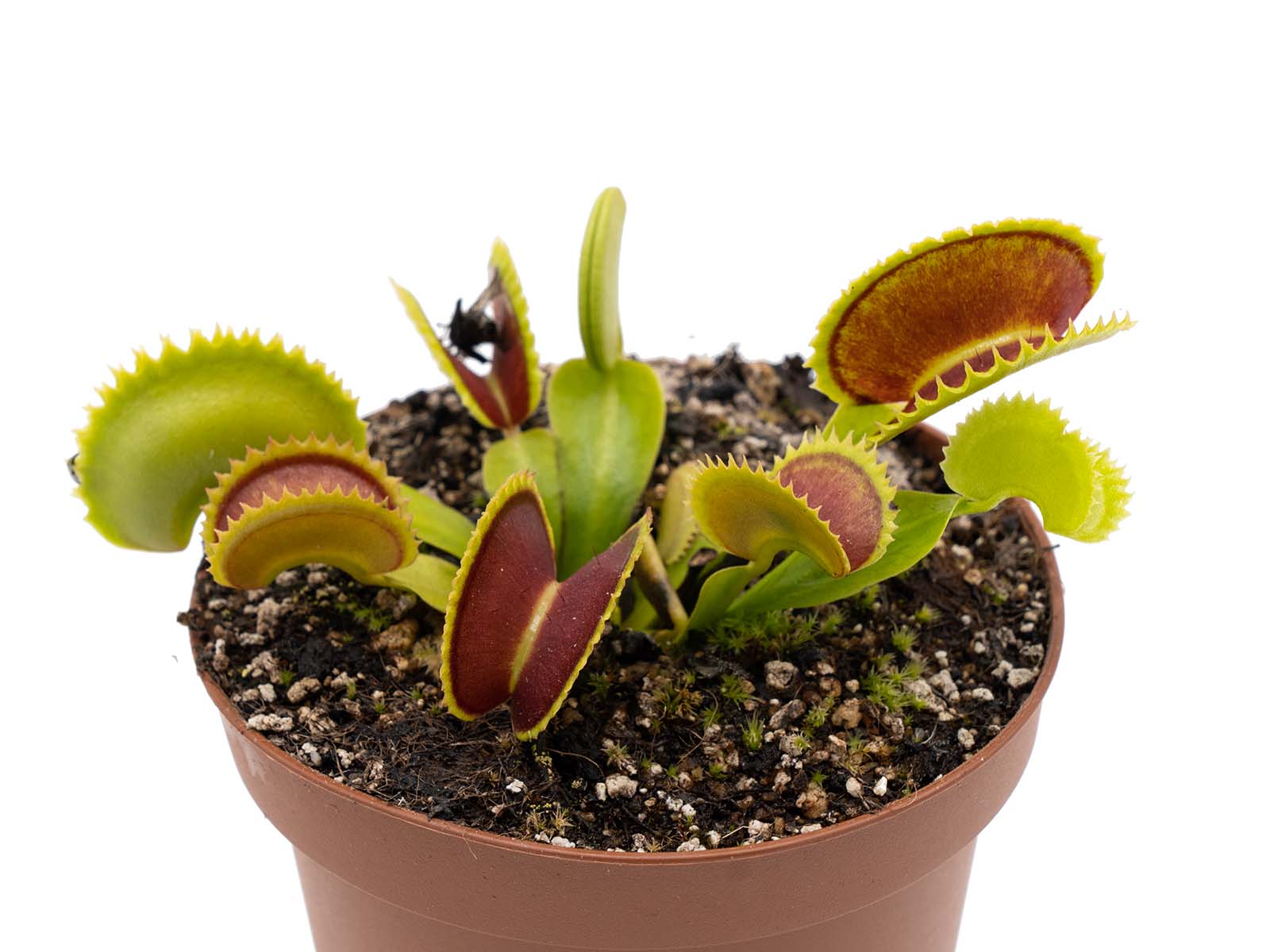 Dionaea muscipula - Dracula