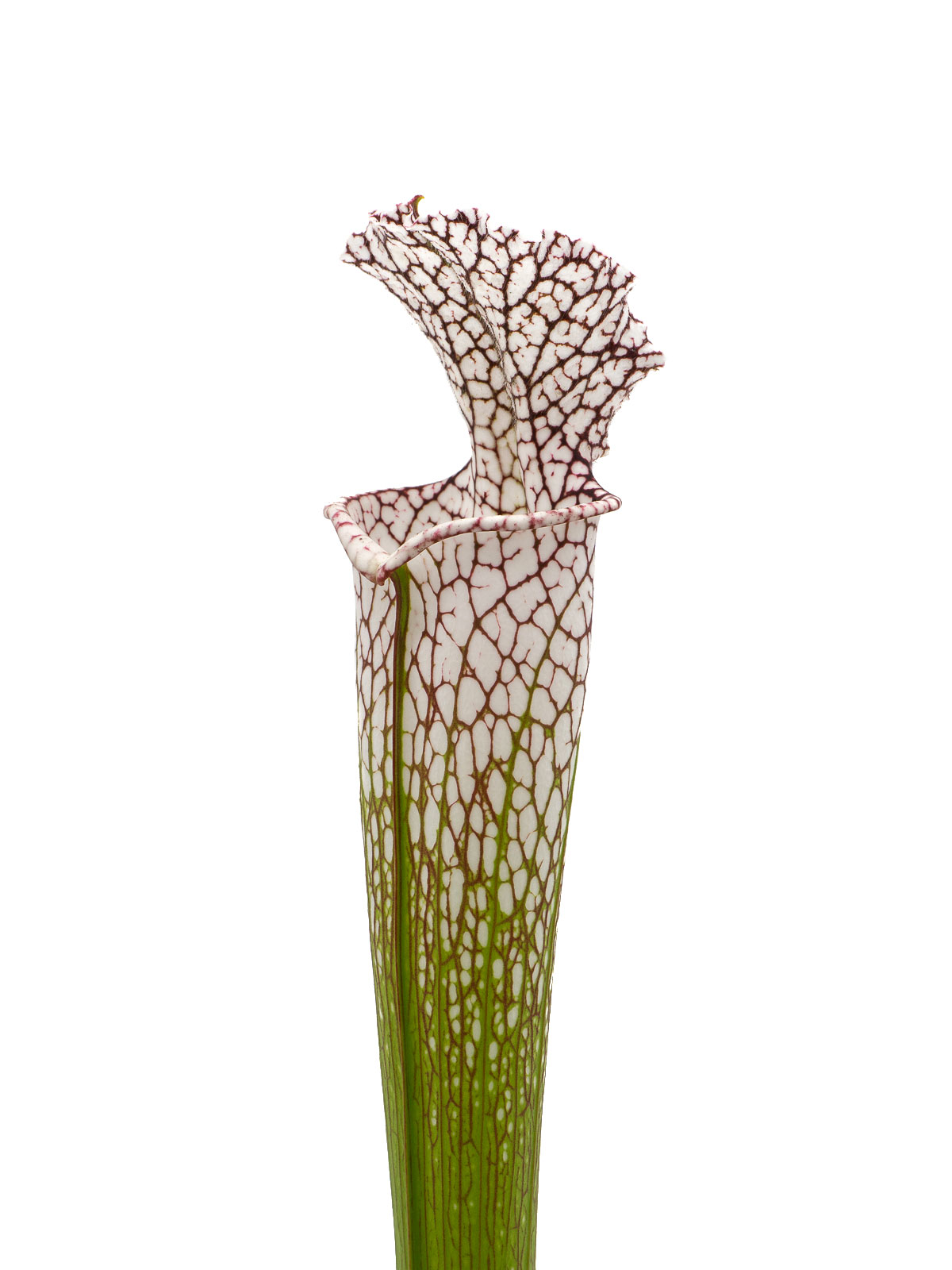 Sarracenia leucophylla - Giant form, MS L30B