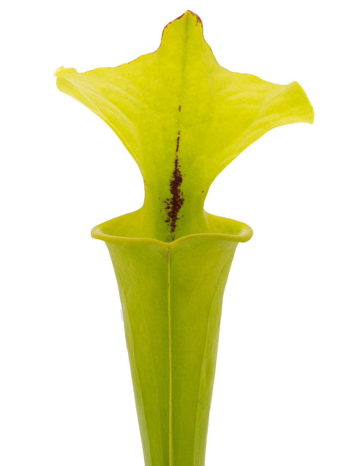 Sarracenia flava var. rugelii - MK F61, Apalachicola National Forest, Florida