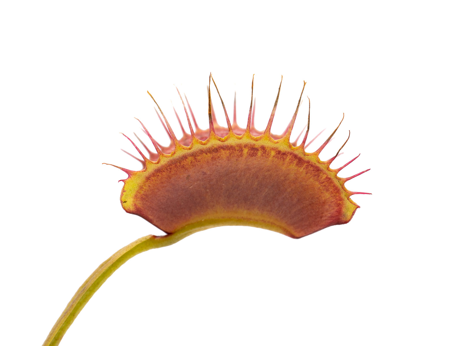 Dionaea muscipula - MK 1979