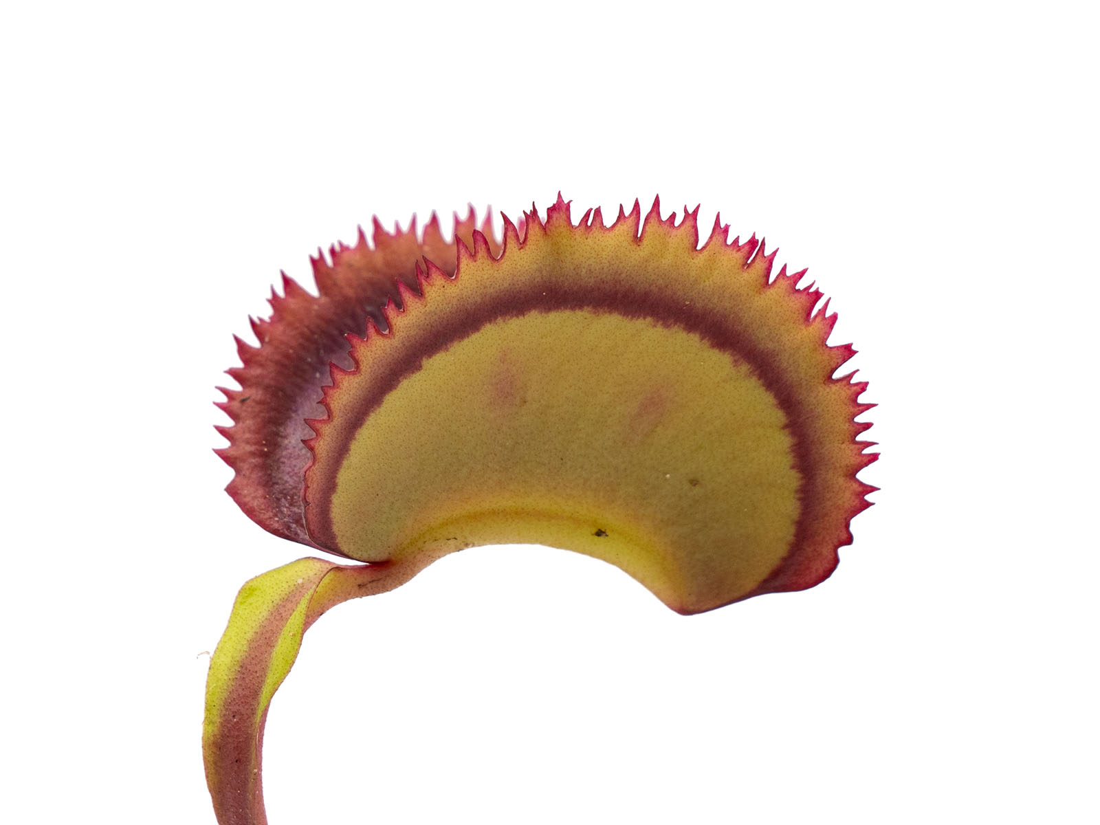 Dionaea muscipula - Giant Clam