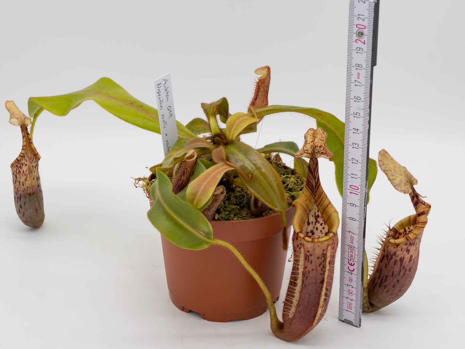 Auktion 019 - Nepenthes mollis x veitchii