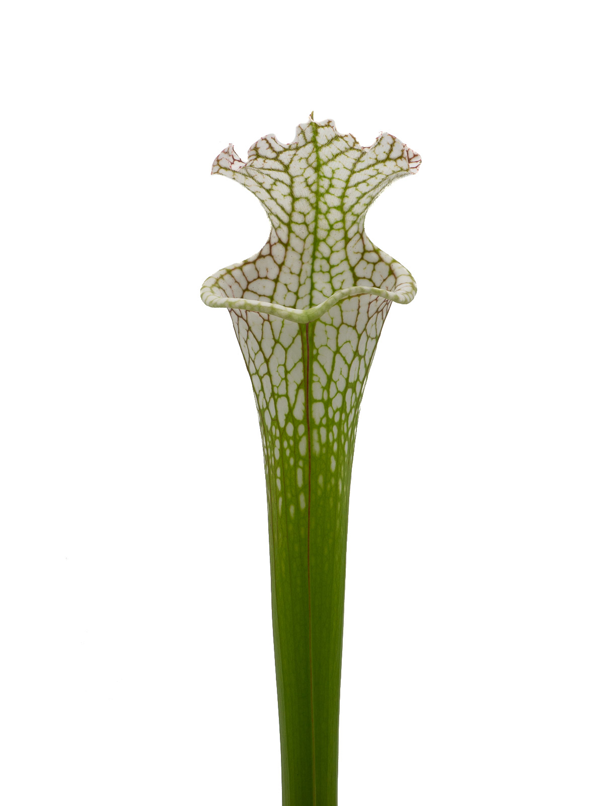 Sarracenia leucophylla - MK L79, Tibbee, Washington County, Alabama