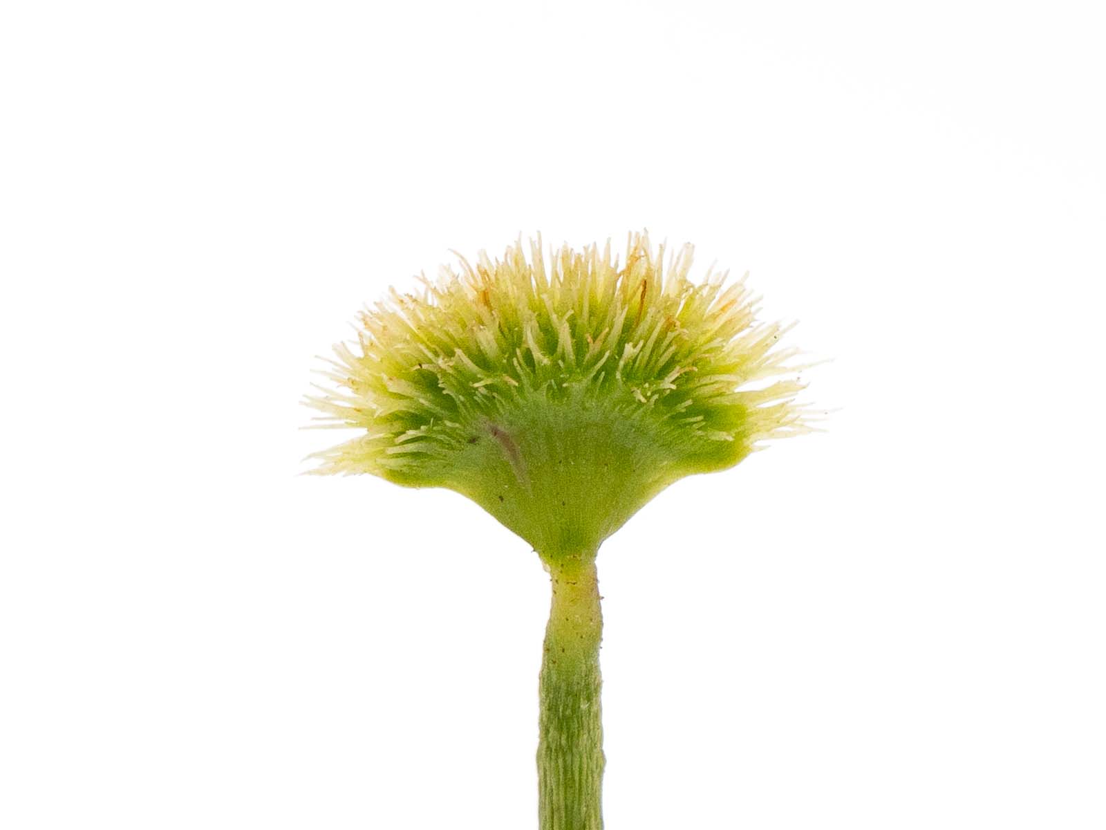 Dionaea muscipula - GJ Supernova