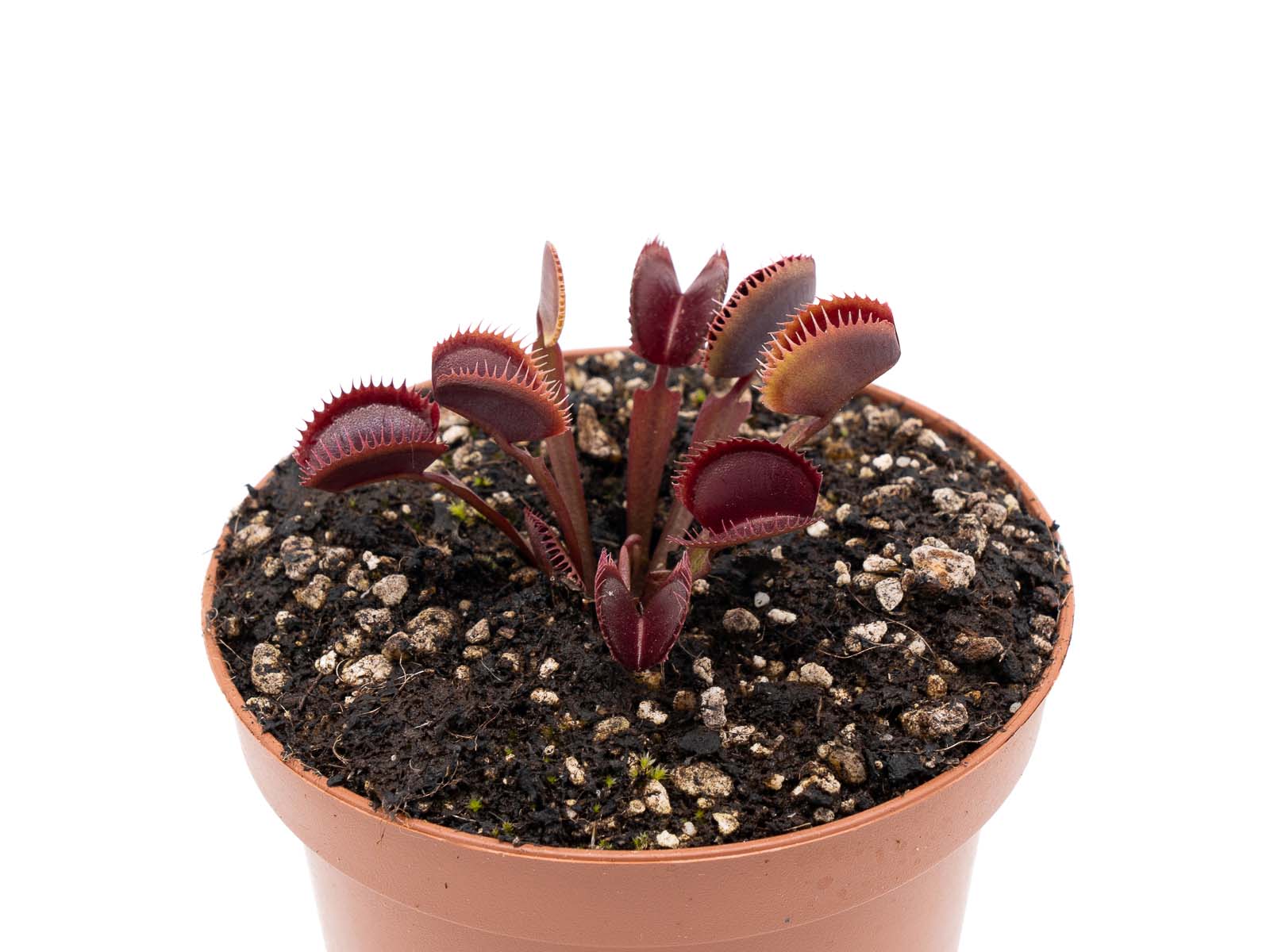 Dionaea muscipula - Little Devil