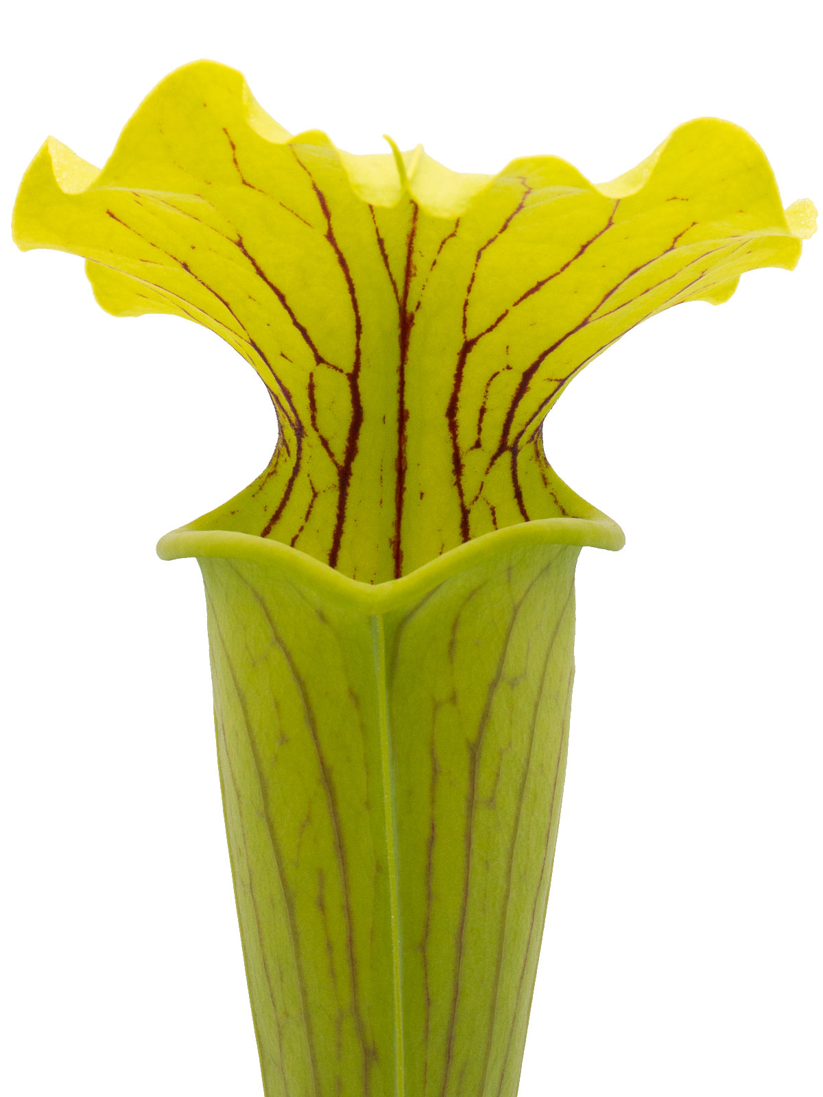 Sarracenia alata x flava var. maxima - Giant form