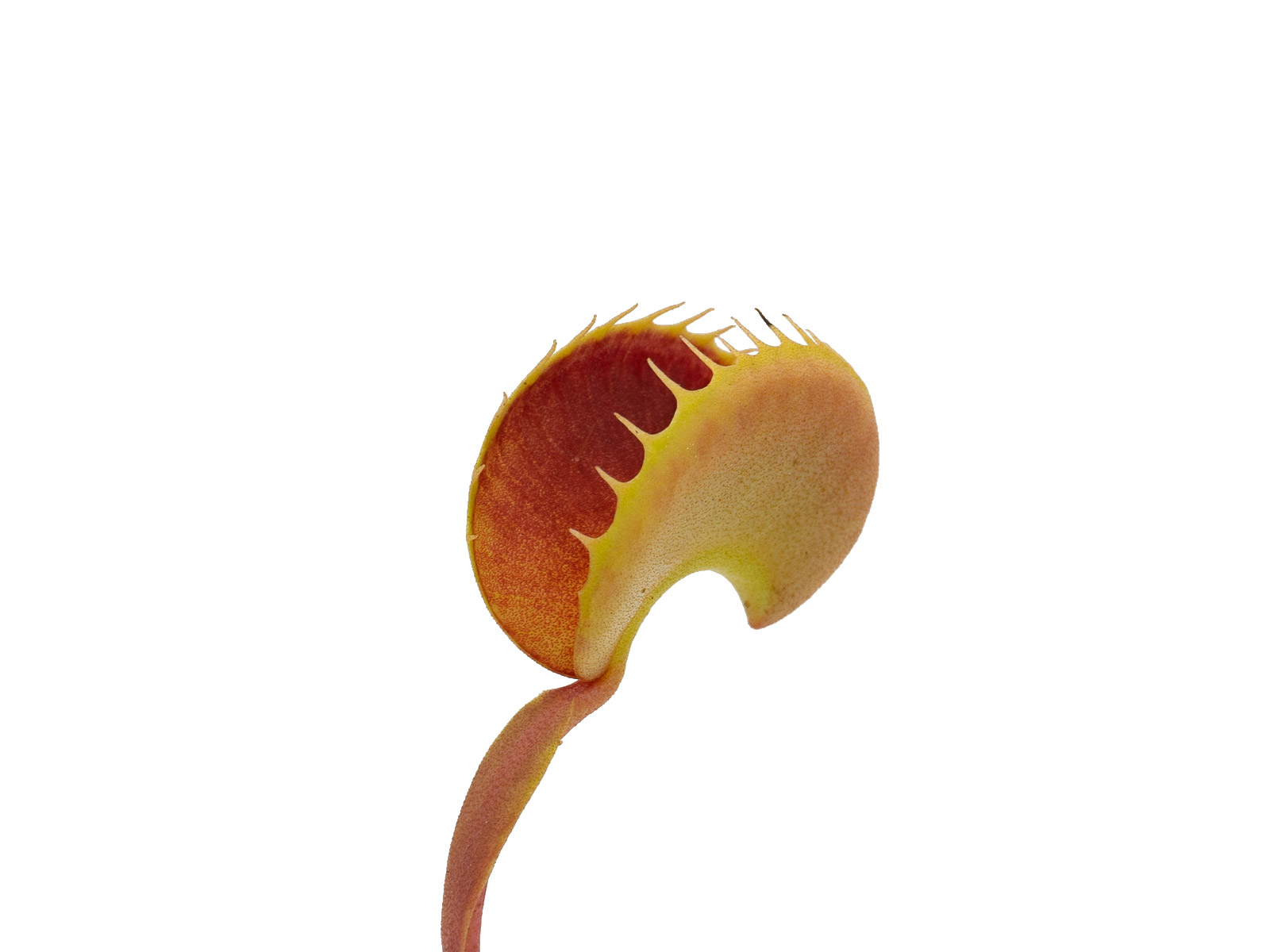 Dionaea muscipula - GJ Bloody Nurse
