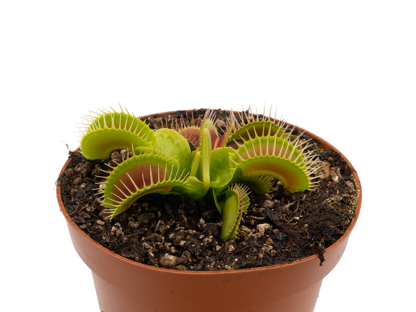 Dionaea muscipula - Bimbo