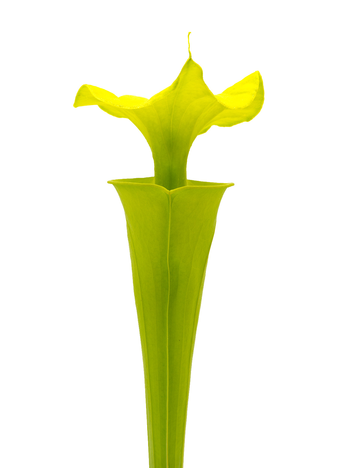 Sarracenia flava var. maxima - MK F03, tall green form