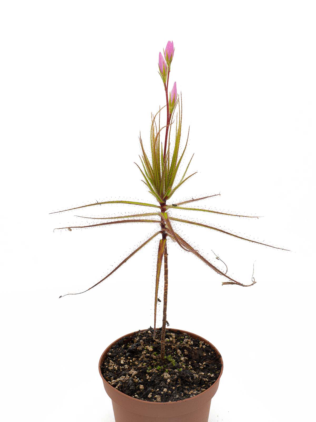 Roridula gorgonias - Seedgrown