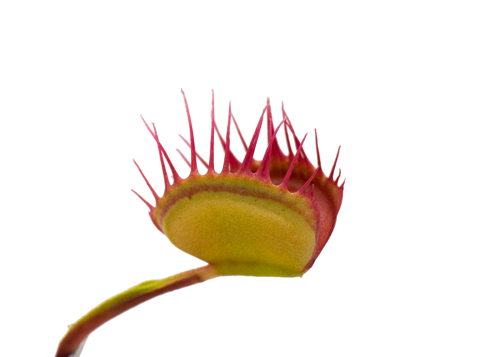 Dionaea muscipula - Cross Teeth