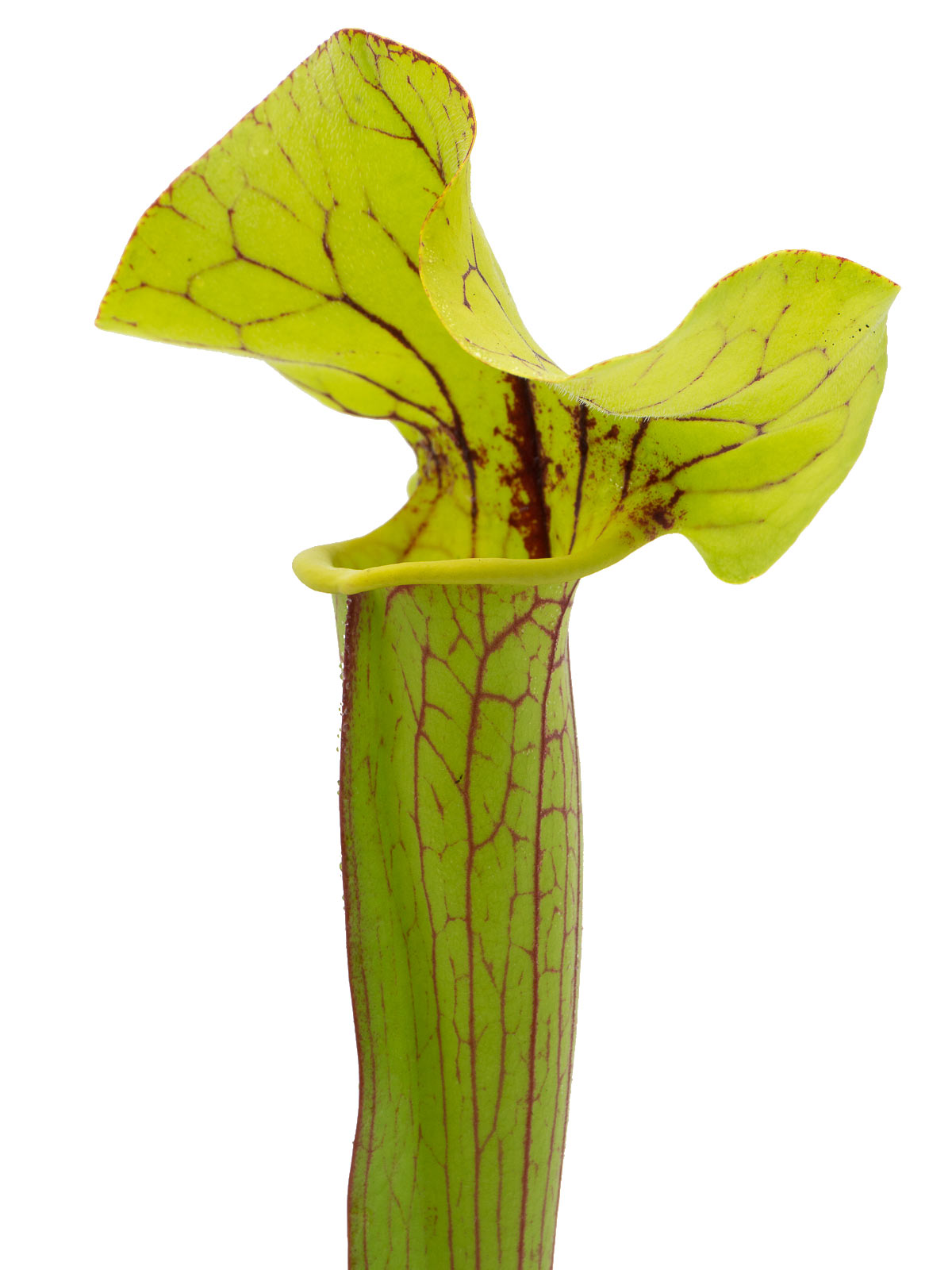 Sarracenia x Bigun, open pollinated, IS Clone 1