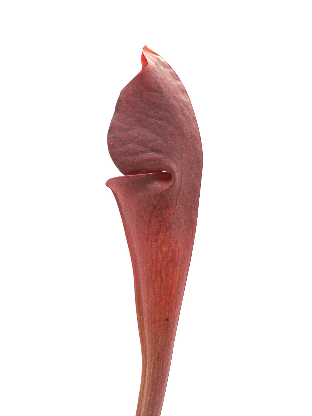 Sarracenia (flava var. ornata x psittacina) x (leucophylla x oreophila) - Mirek Srba