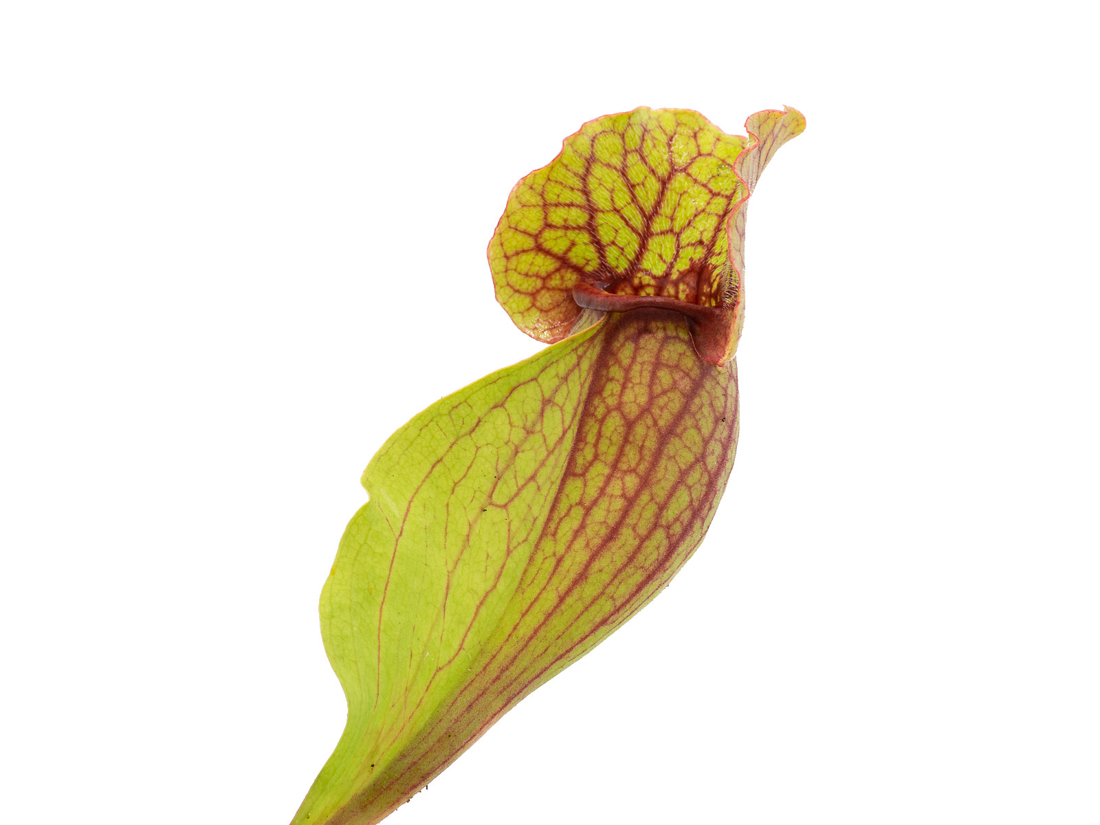 Sarracenia purpurea ssp. venosa - Louis Burke, Citronelle, Mobile County,  Alabama
