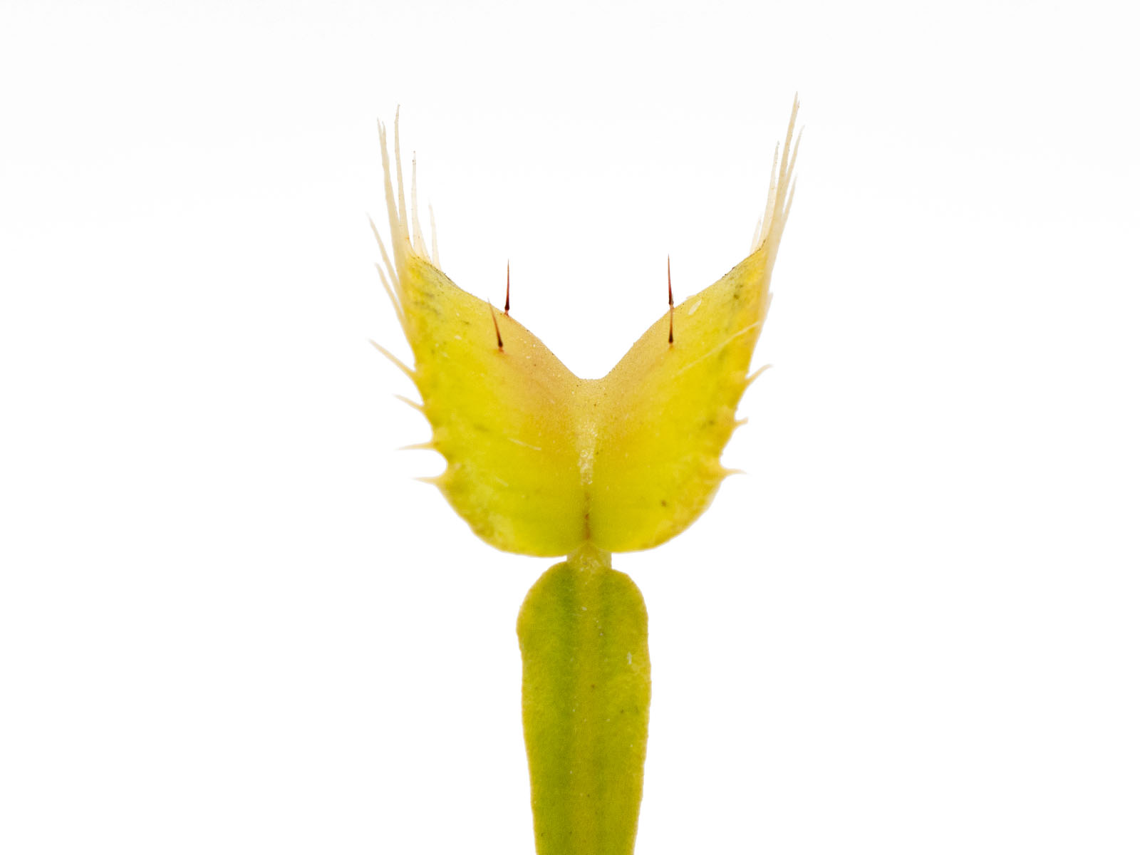Dionaea muscipula - GJ Two Hairs