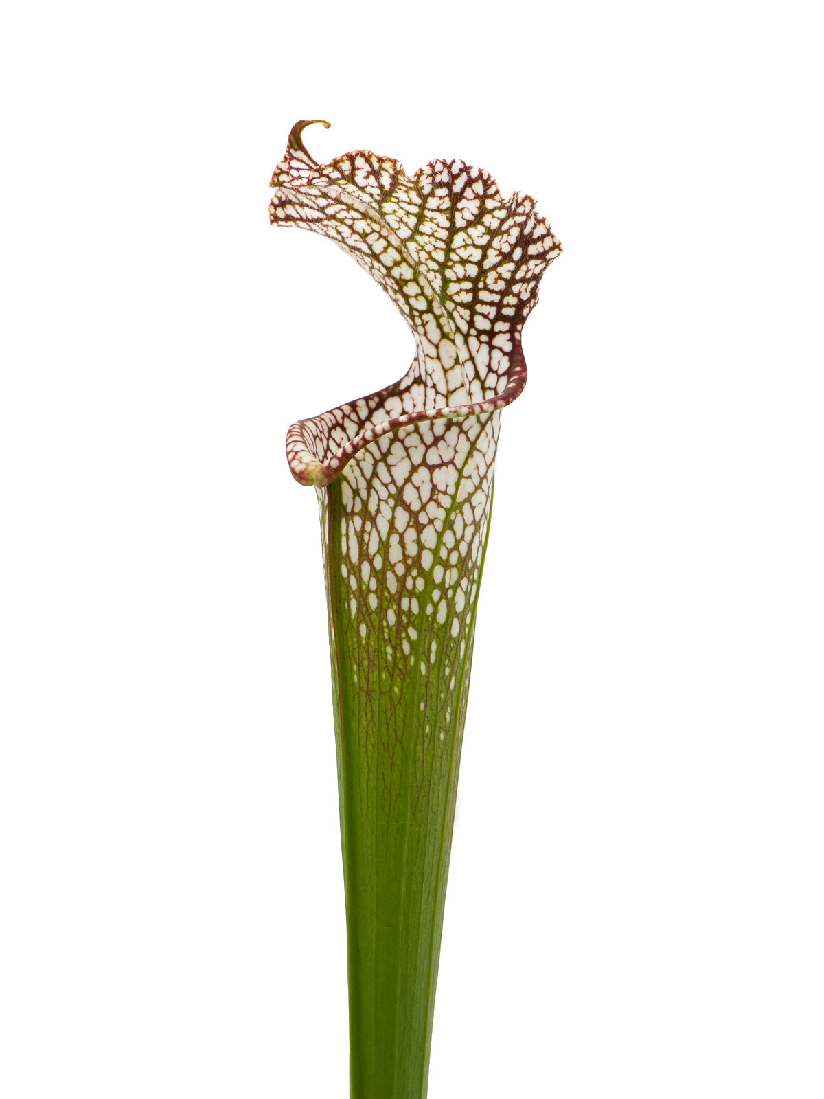Sarracenia leucophylla - MK L55, `Tarnok´, mutant flower, Perdido region, Baldwin County, Alabama