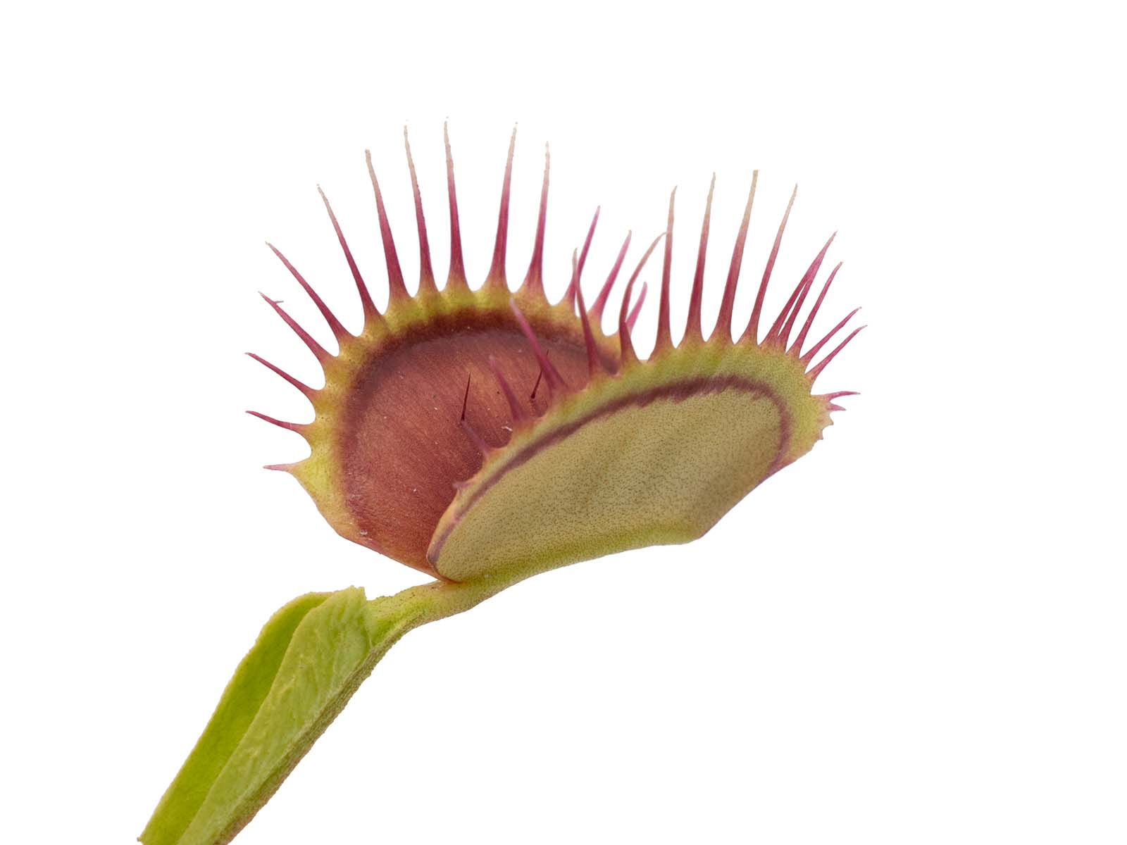Dionaea muscipula - Reptile