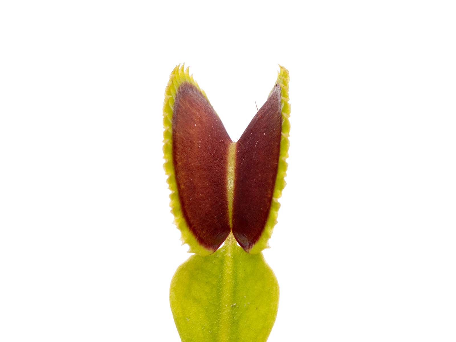 Dionaea muscipula - Dracula