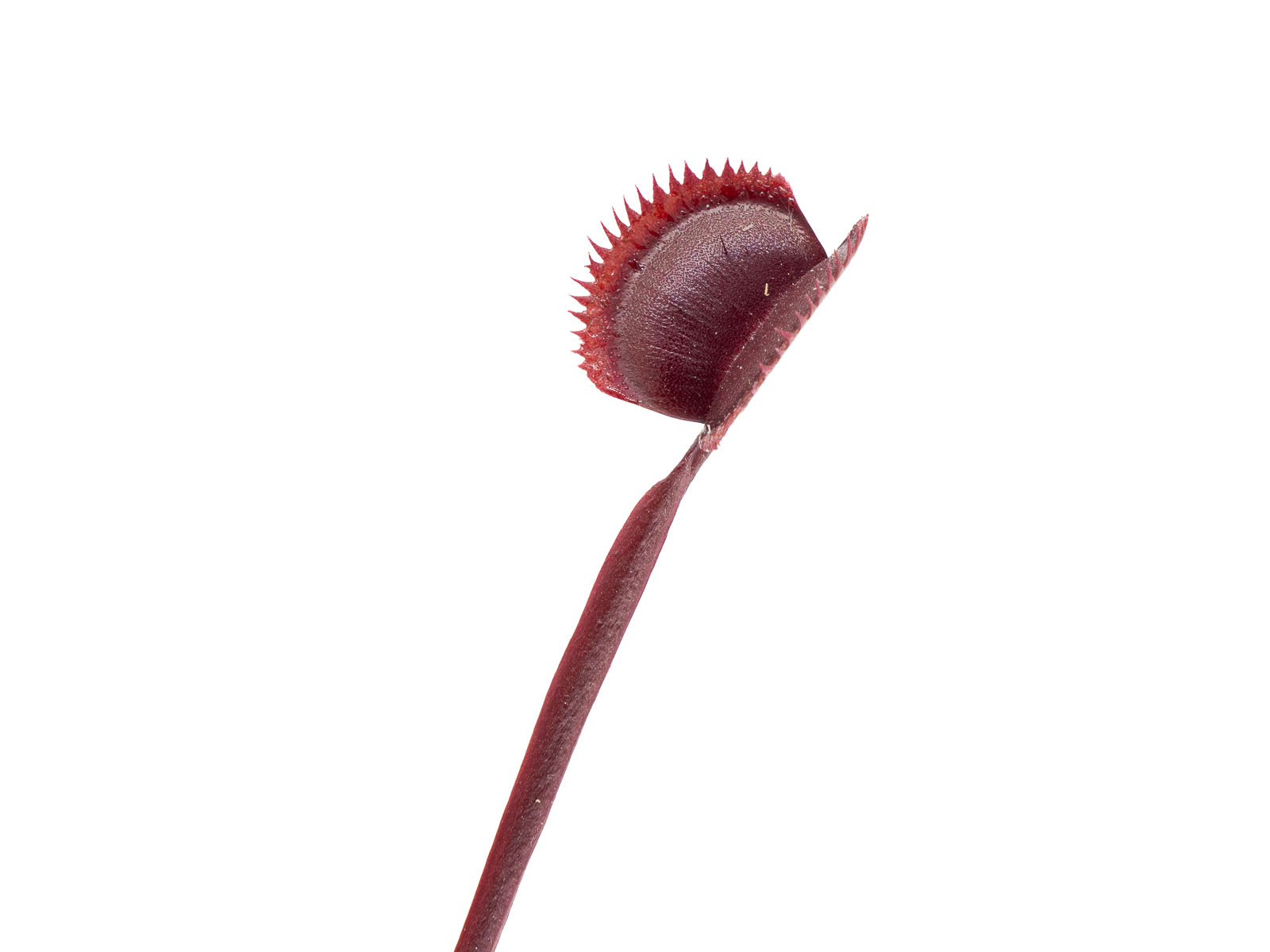 Dionaea muscipula - Little Devil