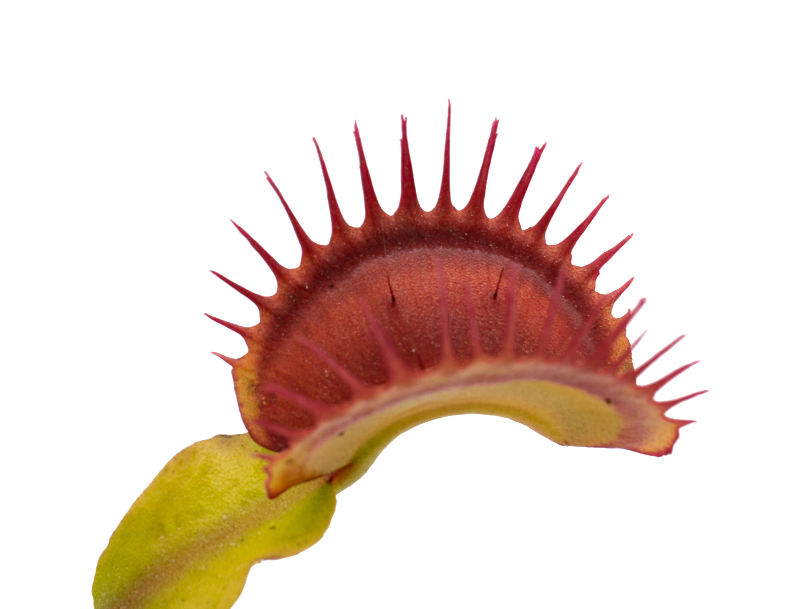 Dionaea muscipula - Big Teeth Red Giant