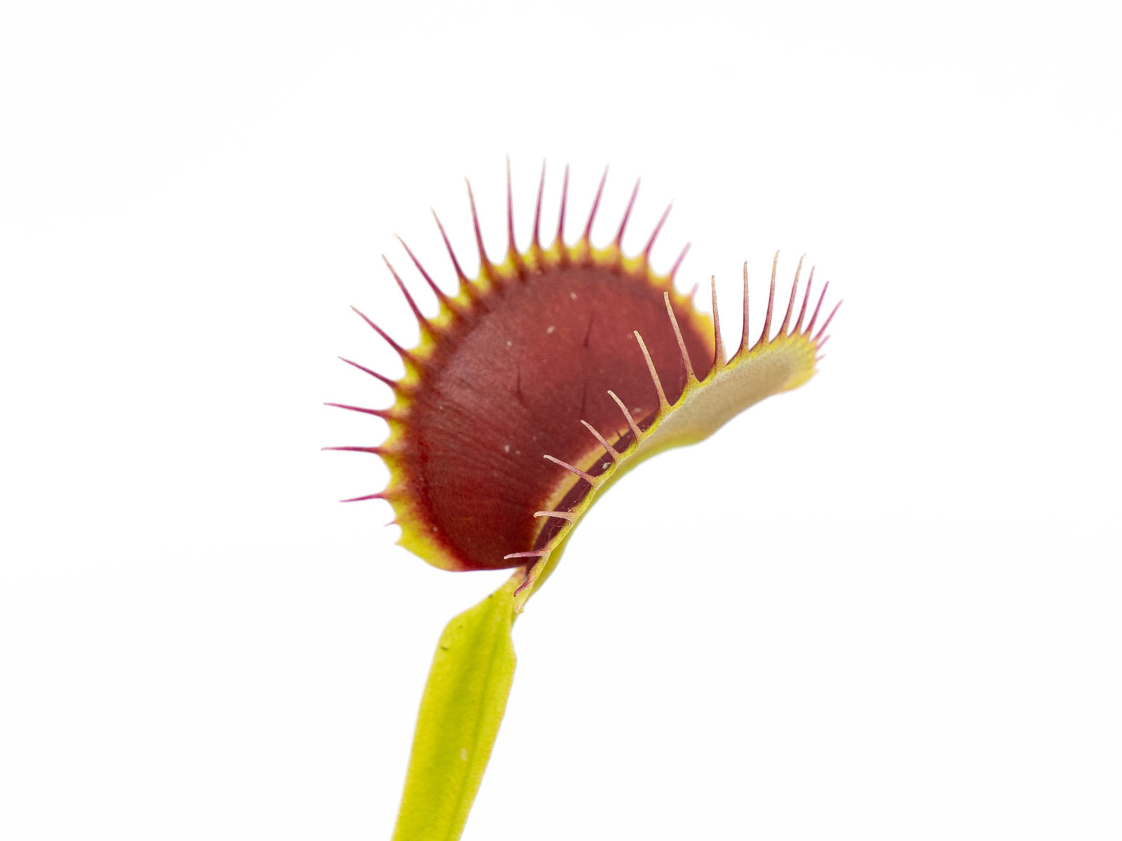 Dionaea muscipula - JJ