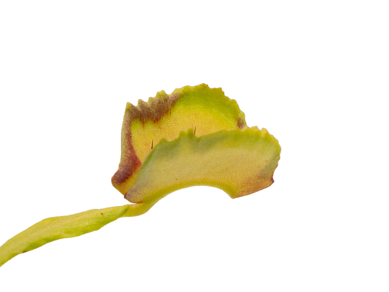 Dionaea muscipula - Pacman