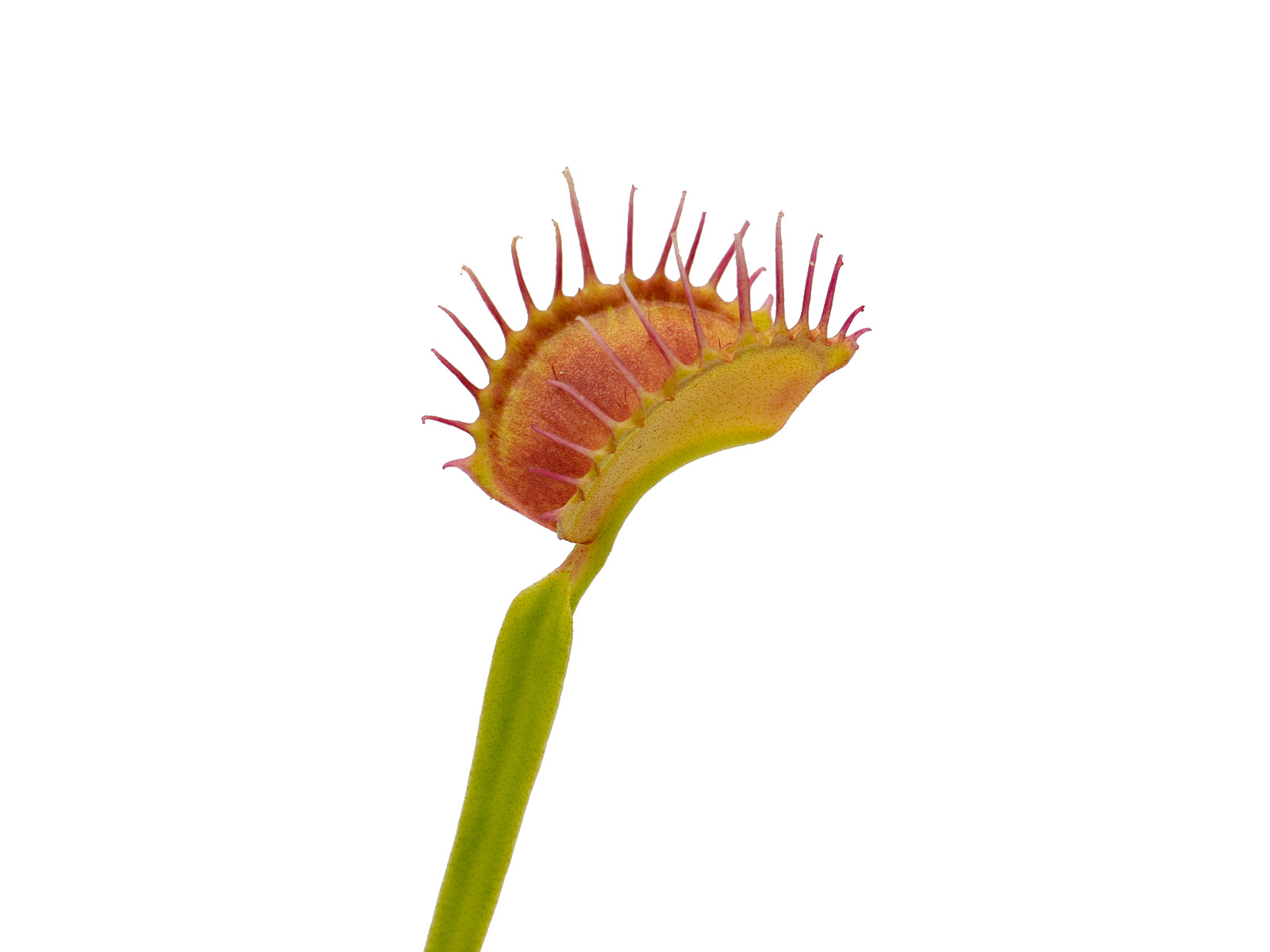 Dionaea muscipula - GJ Alaska