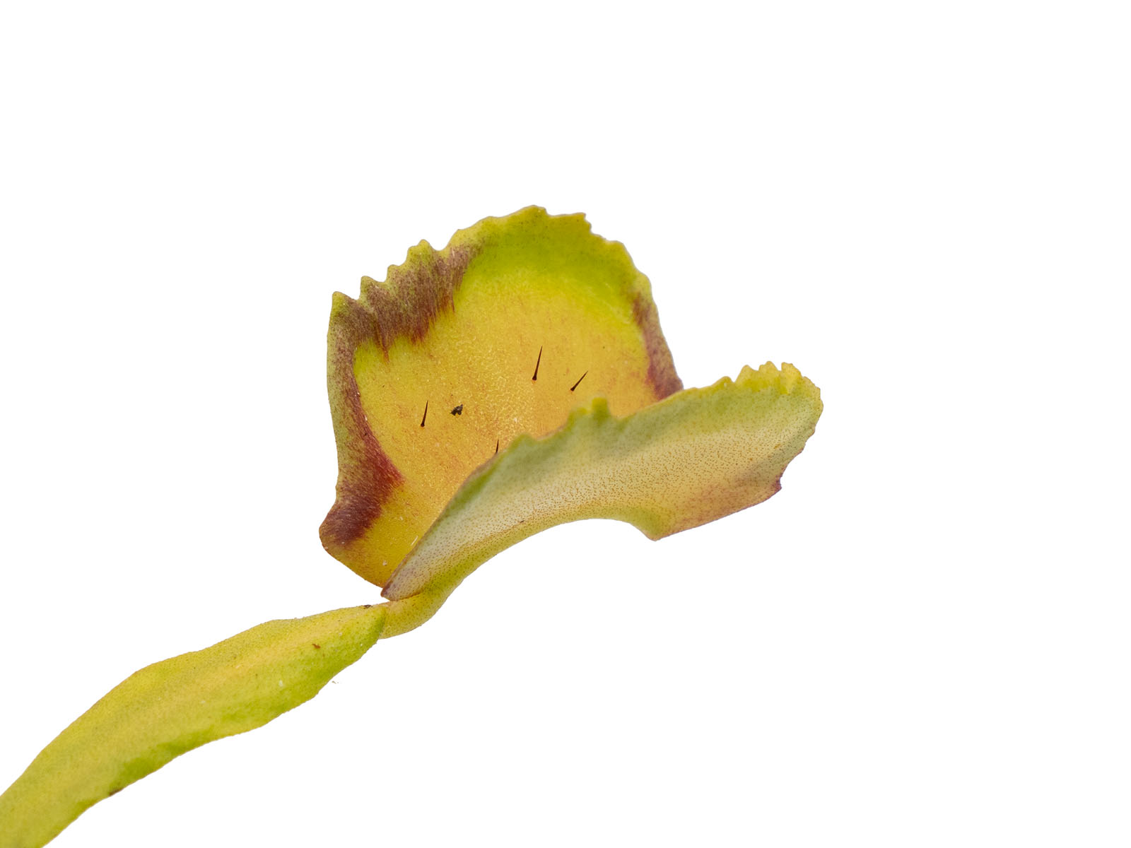 Dionaea muscipula - Pacman