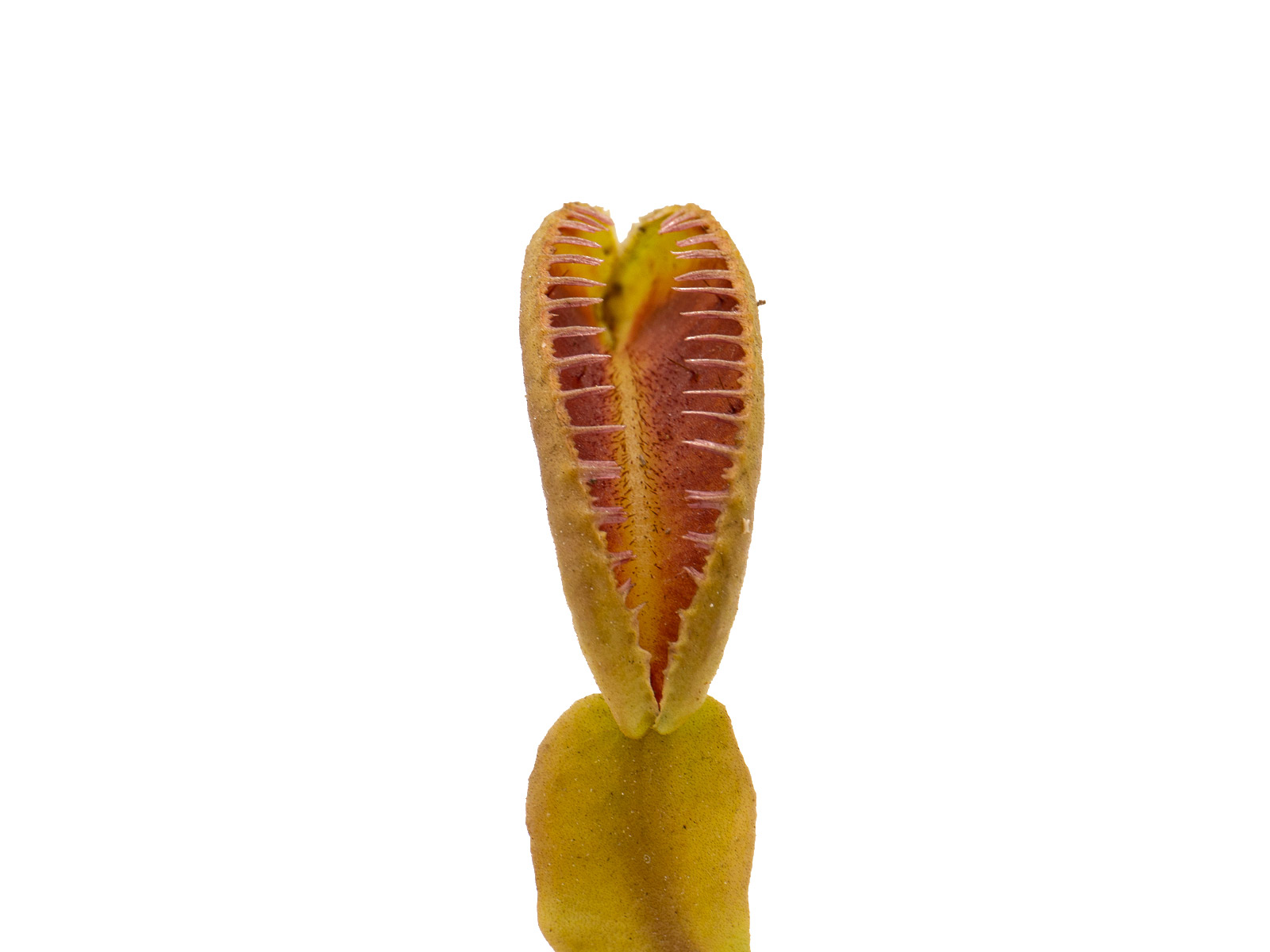 Dionaea muscipula - Alien