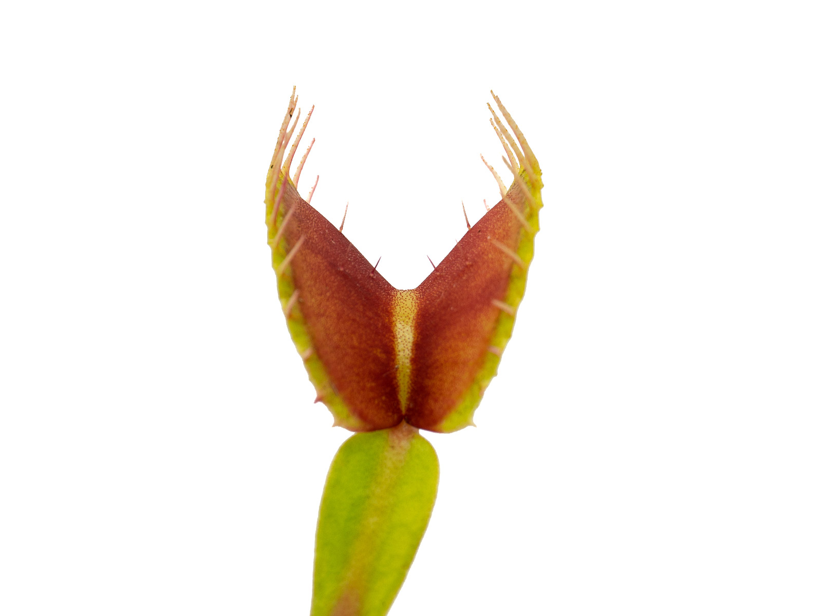 Dionaea muscipula - Wilhelma