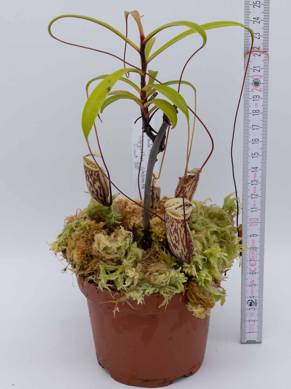 Auktion 018 - Nepenthes glabrata Giant BE