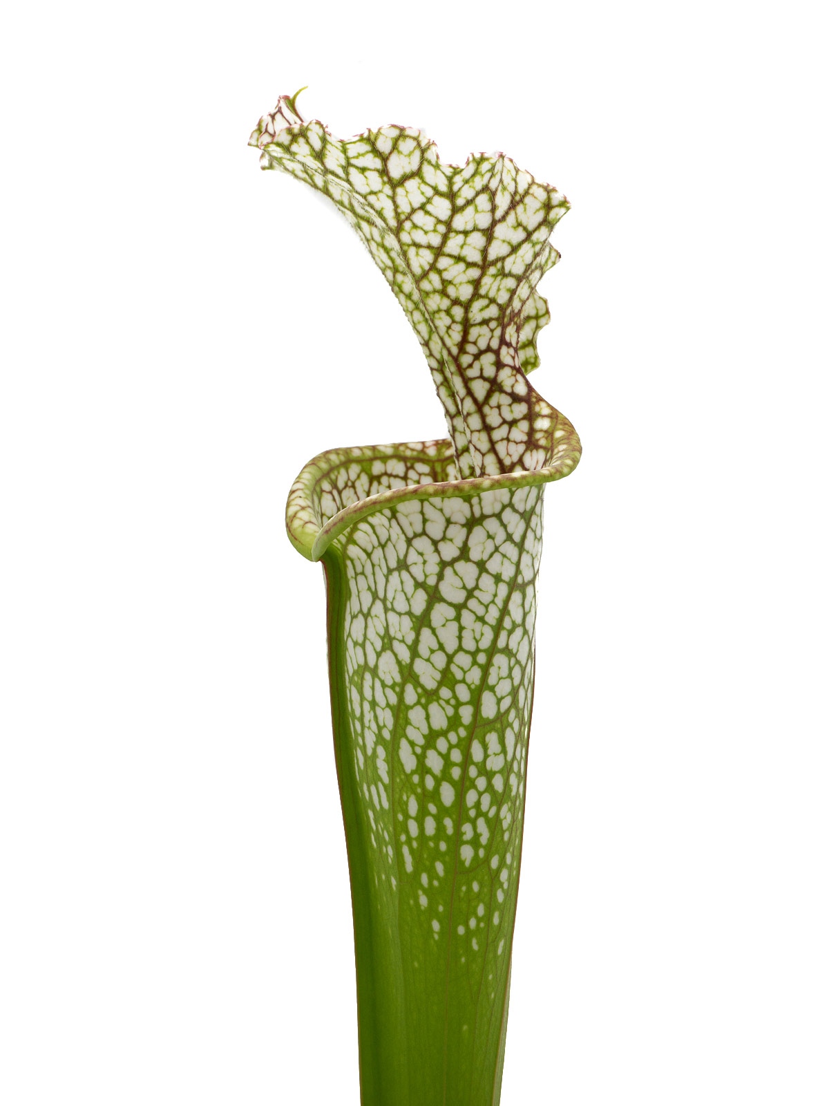Sarracenia leucophylla MS L20C x (leucophylla x oreophila) - Mirek Srba