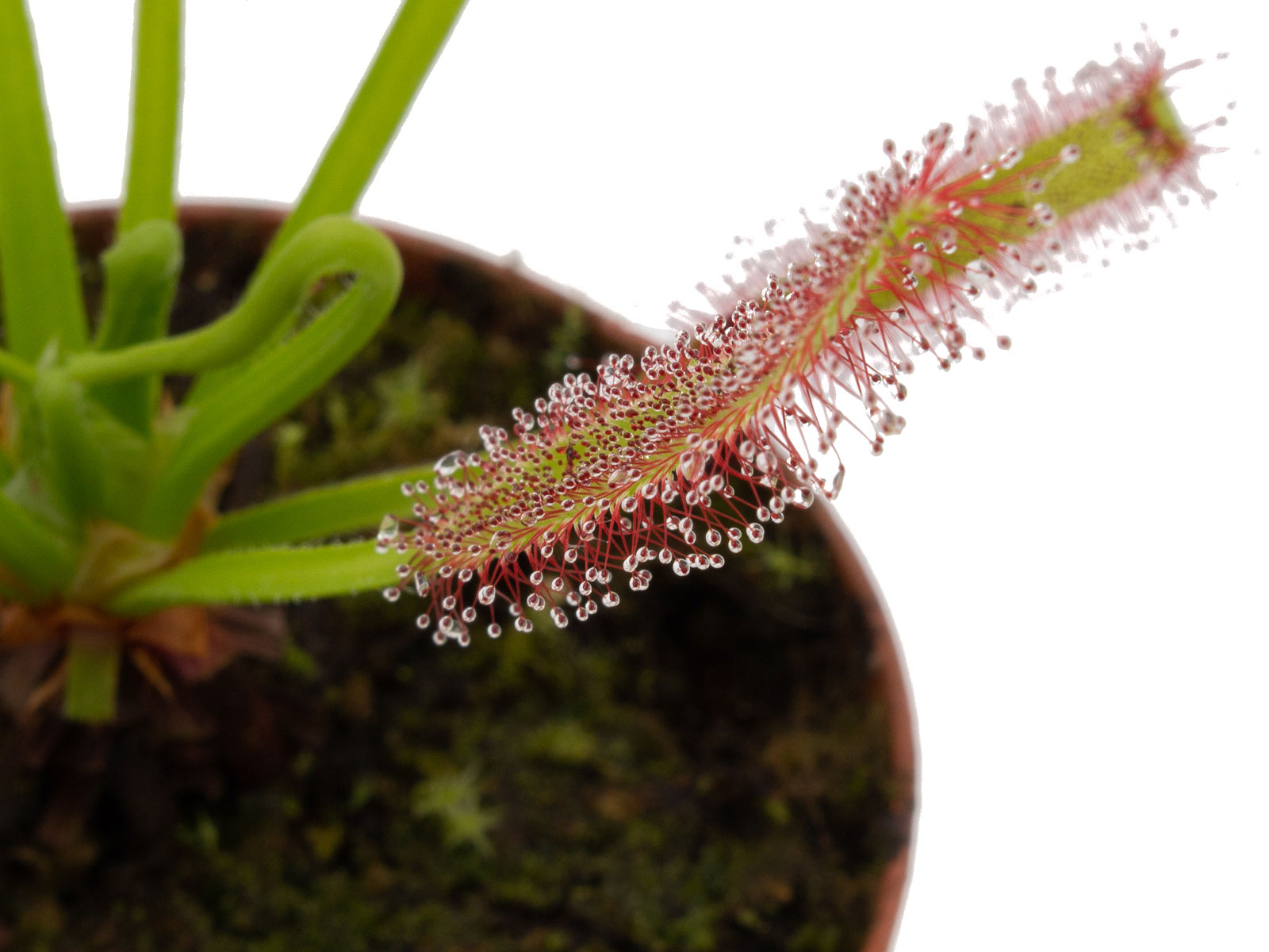 Drosera capensis - Theewaterskloof Dam, Western Cape, South Afrika