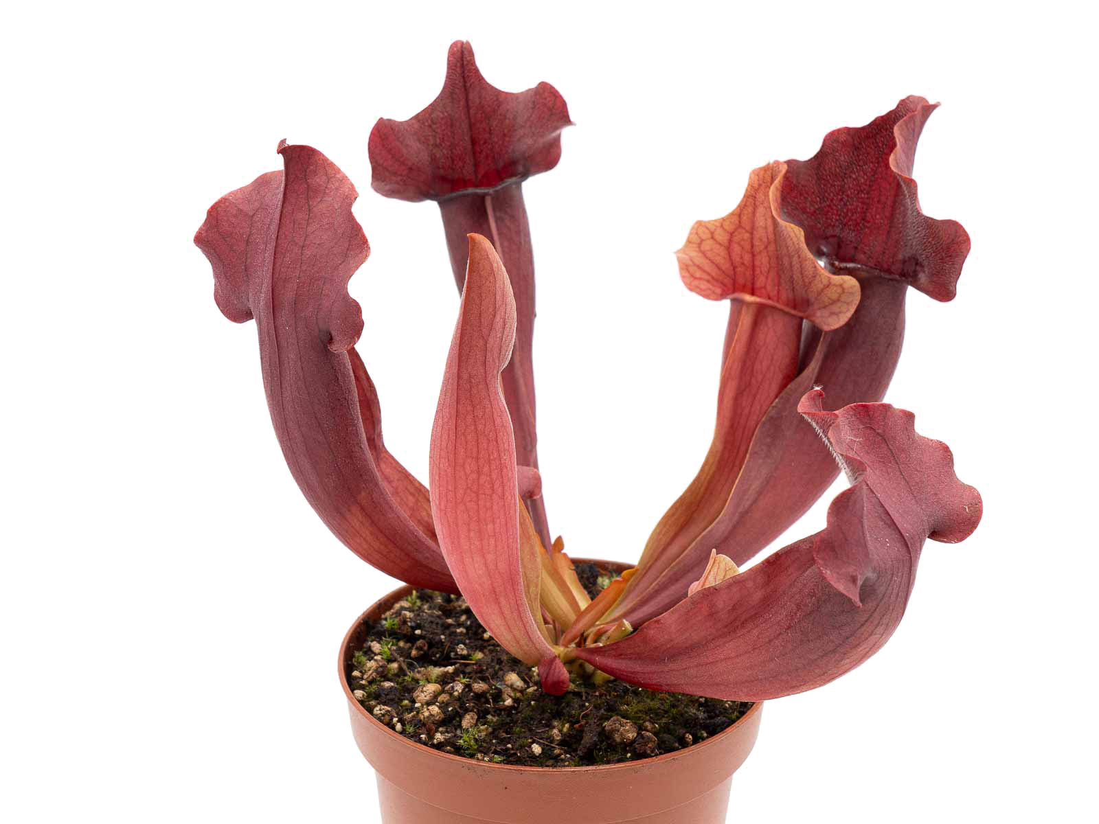 Sarracenia x Swaniana - red form