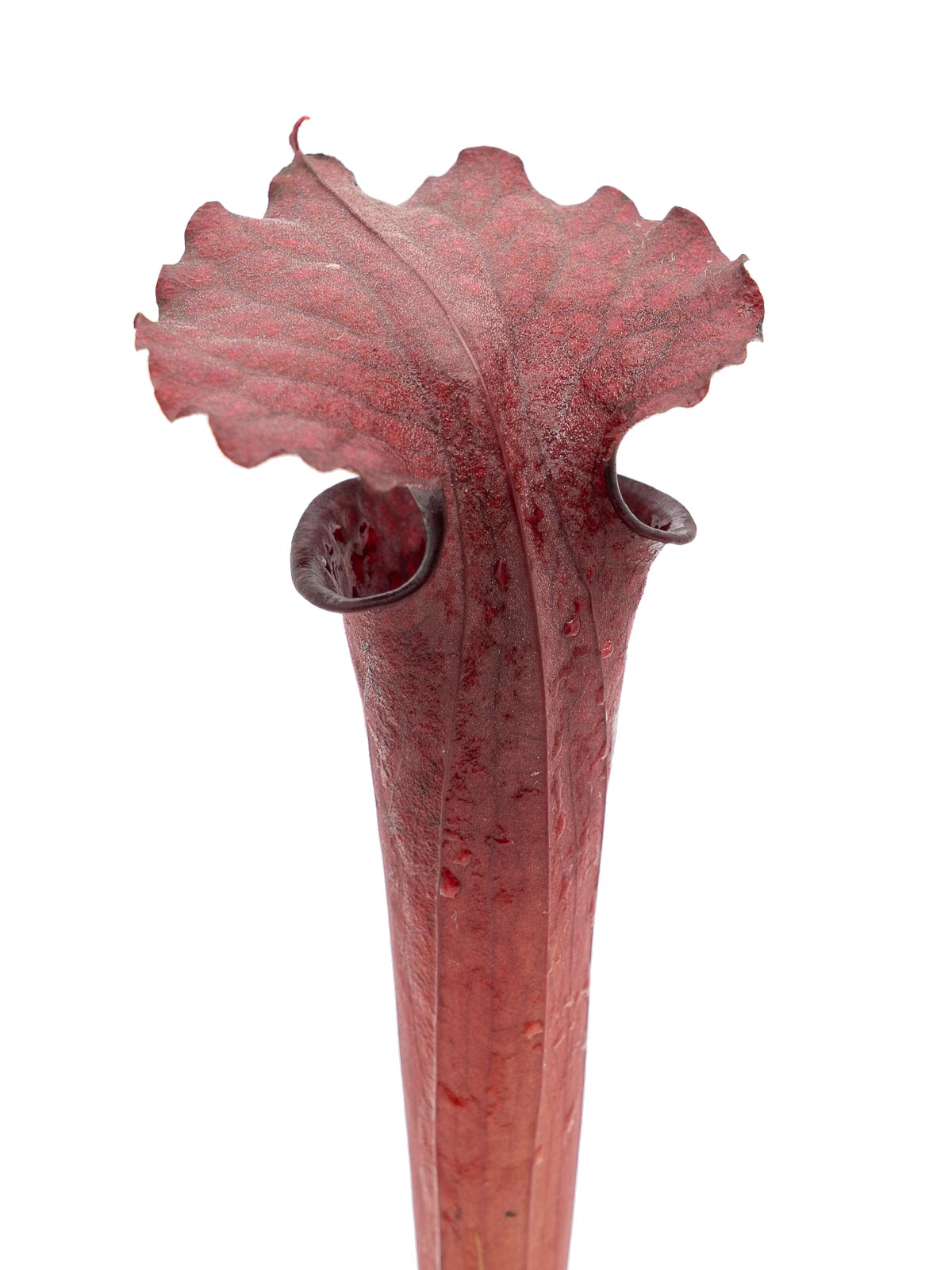 Sarracenia moorei - red form, GJ Clone 1