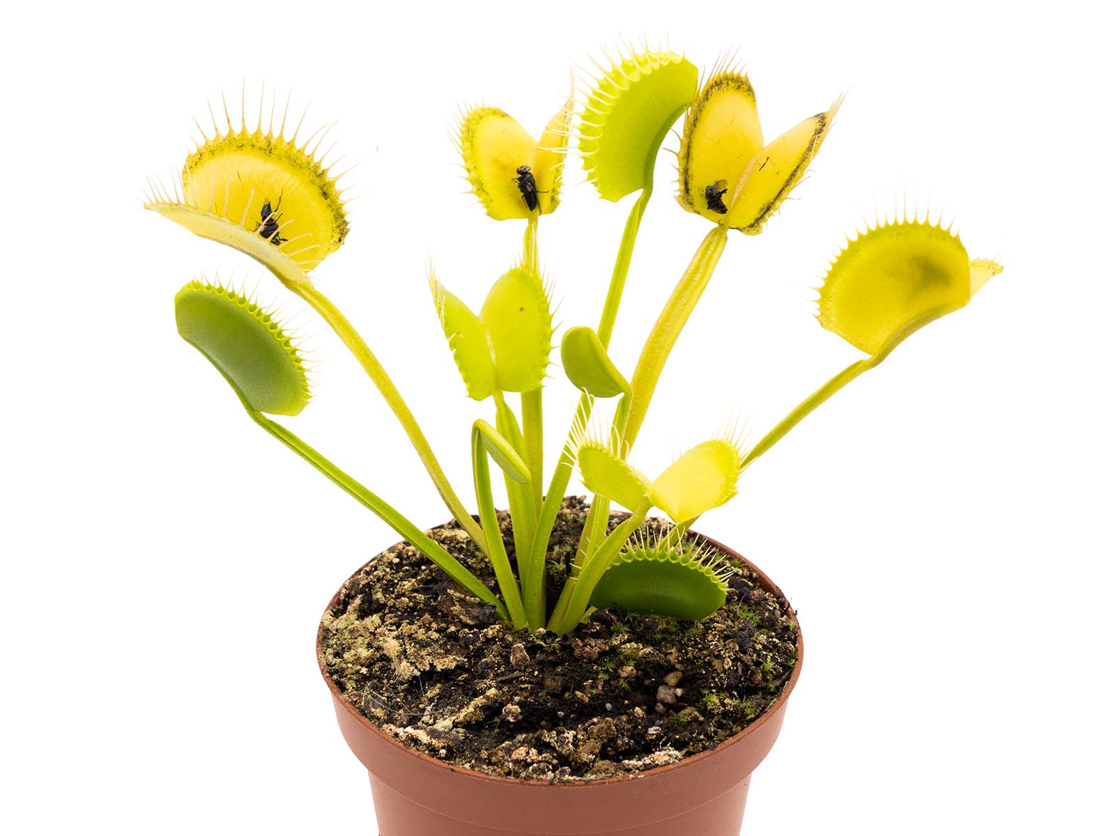 Dionaea muscipula - Green Wide Trap