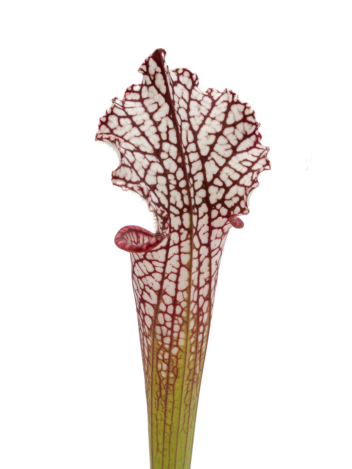 Sarracenia leucophylla - MK L51B, Hosford, Liberty County, Florida