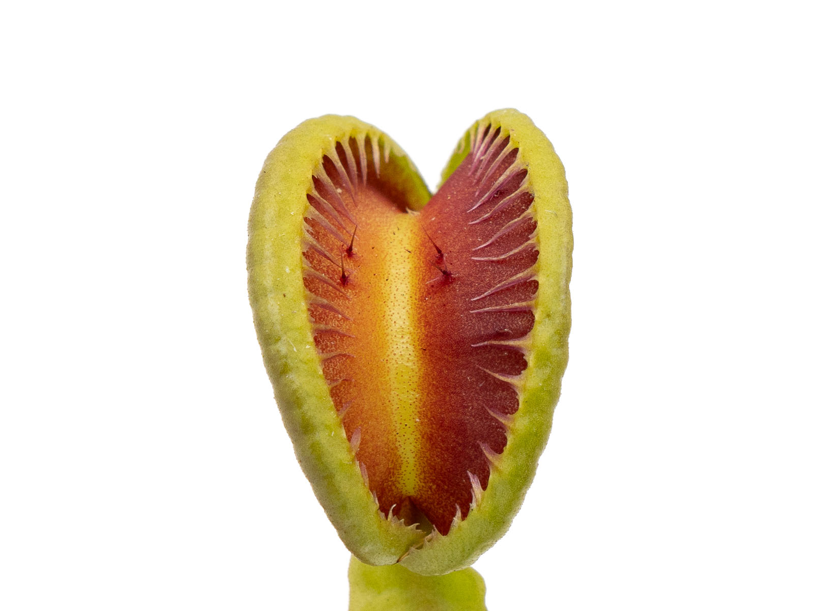 Dionaea muscipula - Jaw´s Smiley