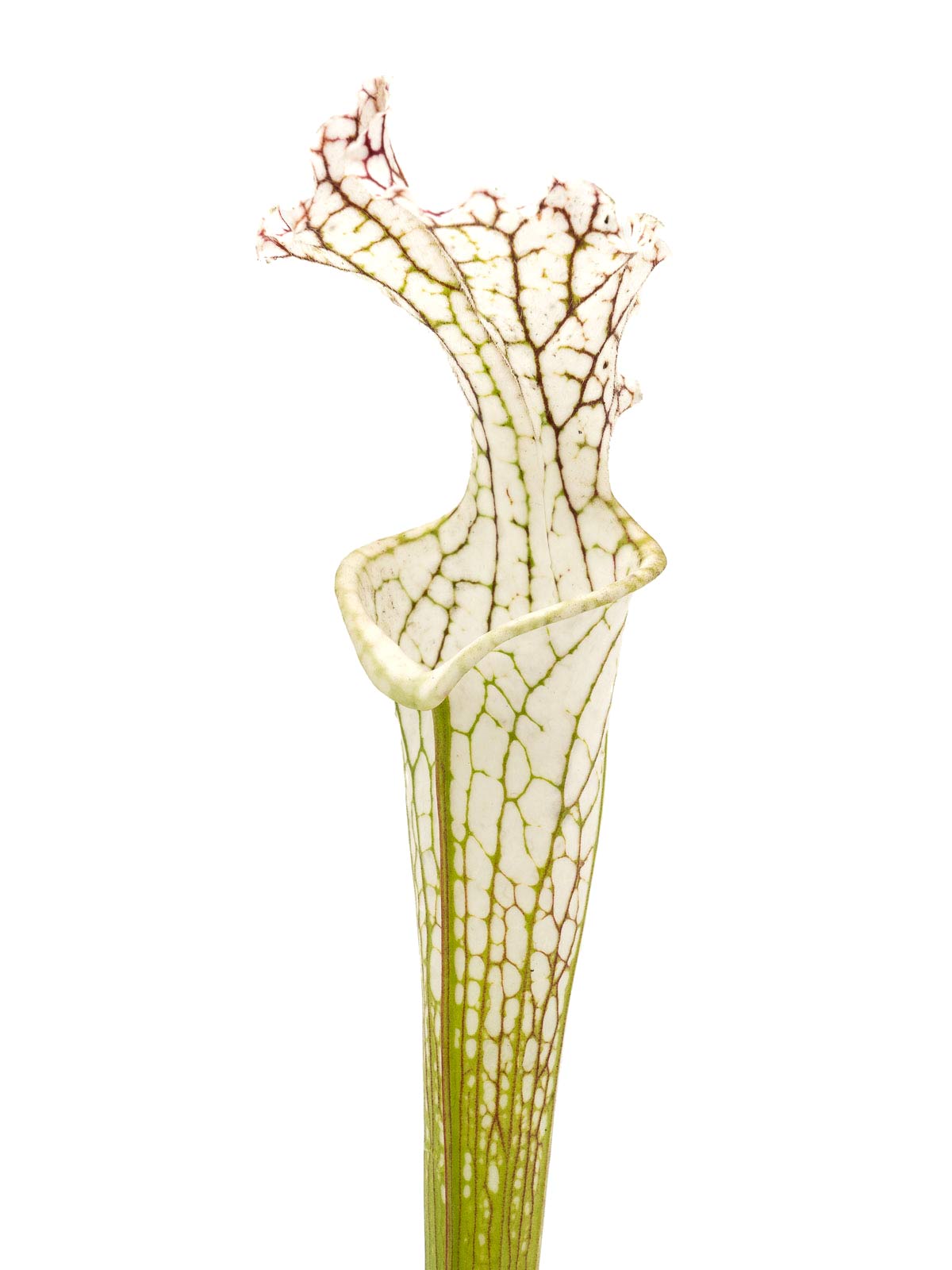 Sarracenia leucophylla - MK L15, Citronelle, Mobile County, Alabama